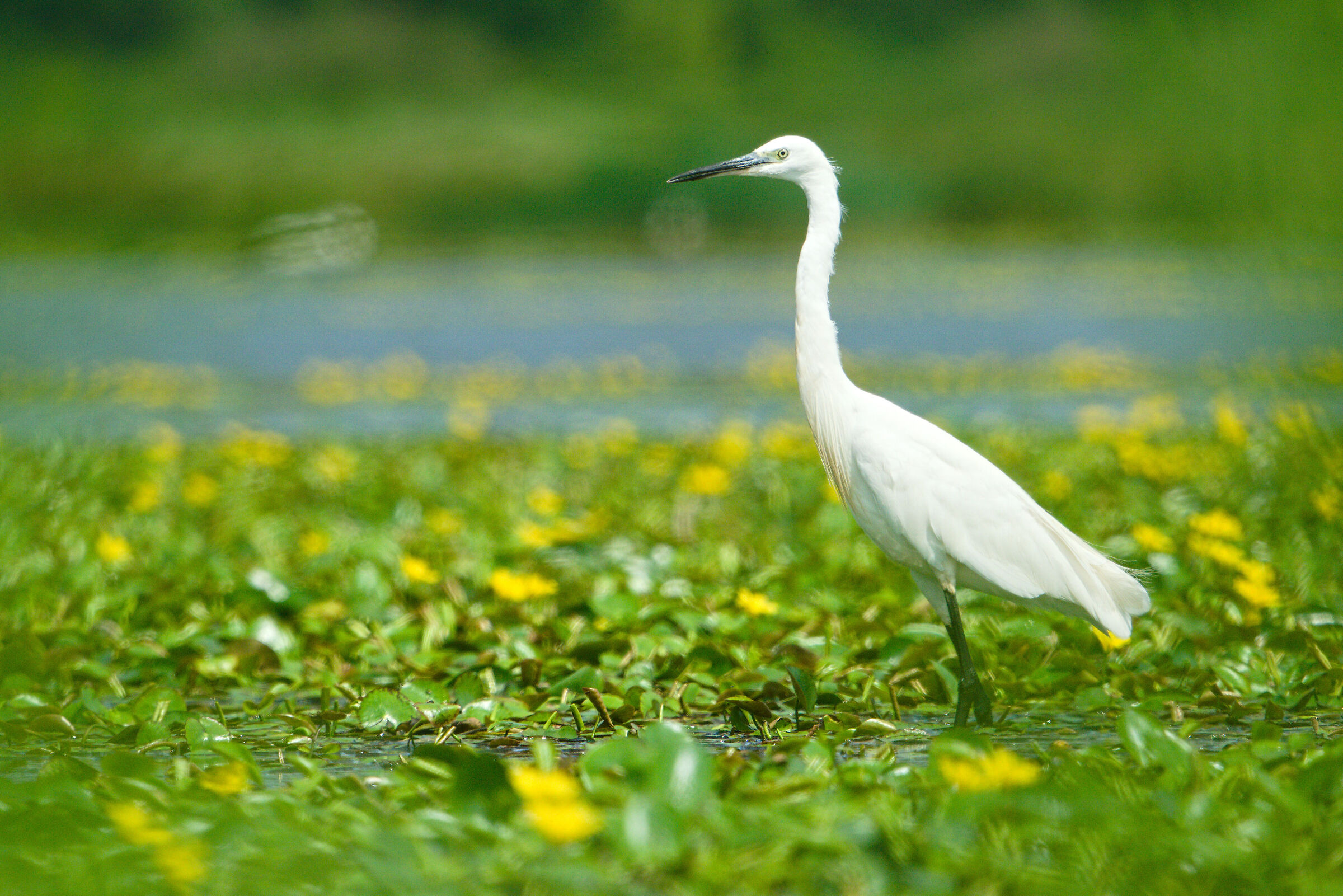 Great egret