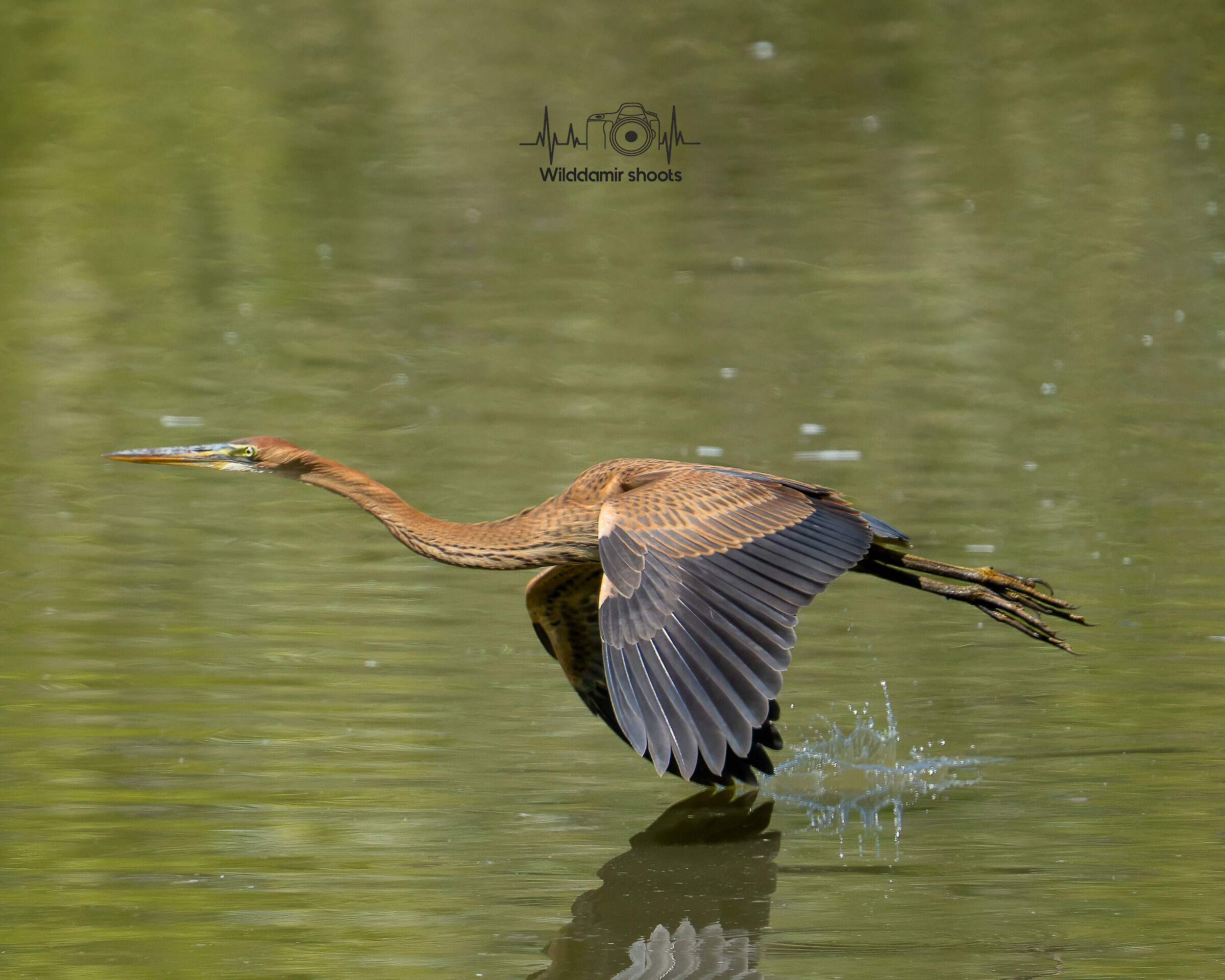 Purple heron