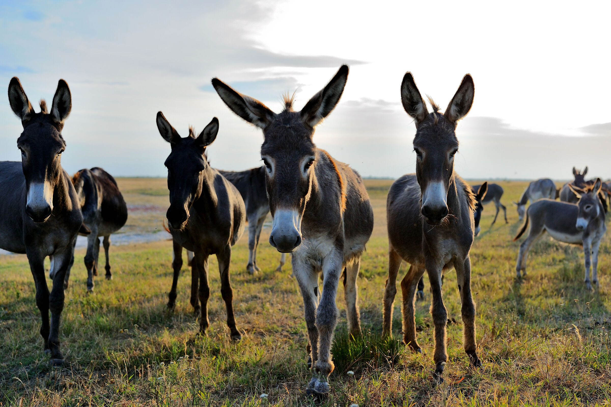 Donkeys