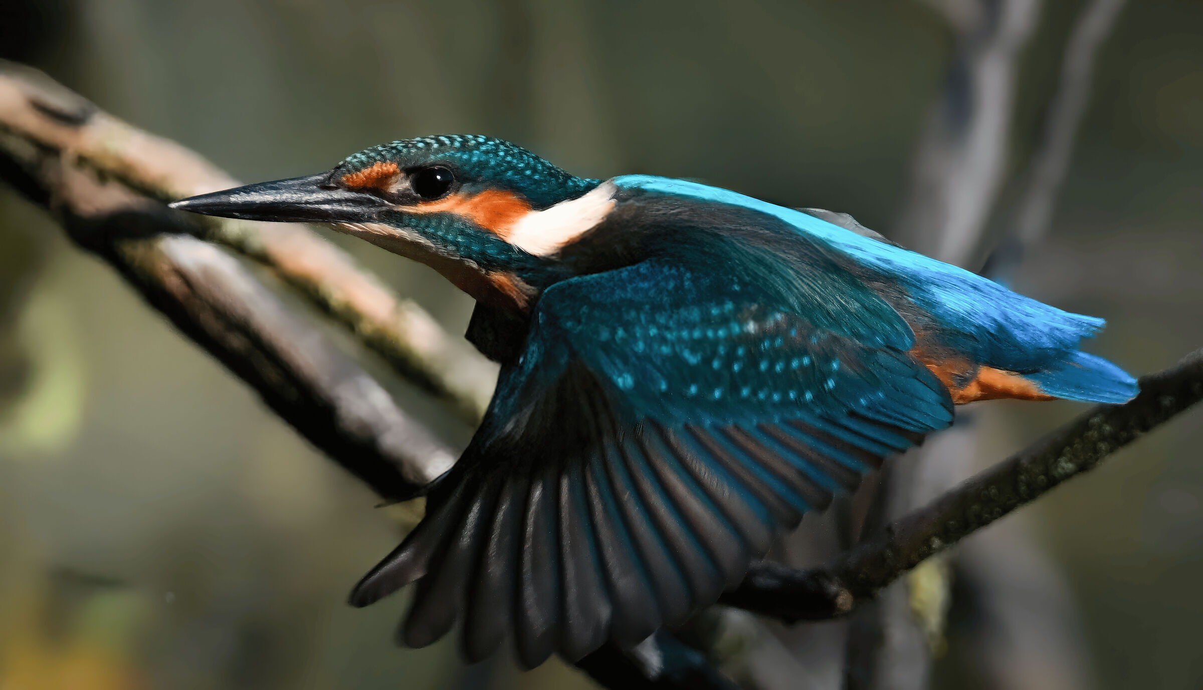 Martin in flight
