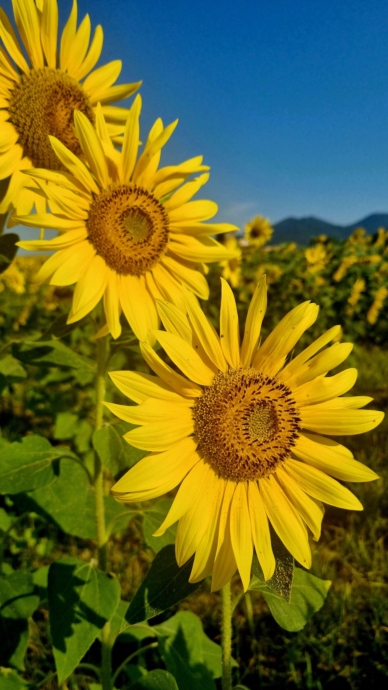 Sunflowers