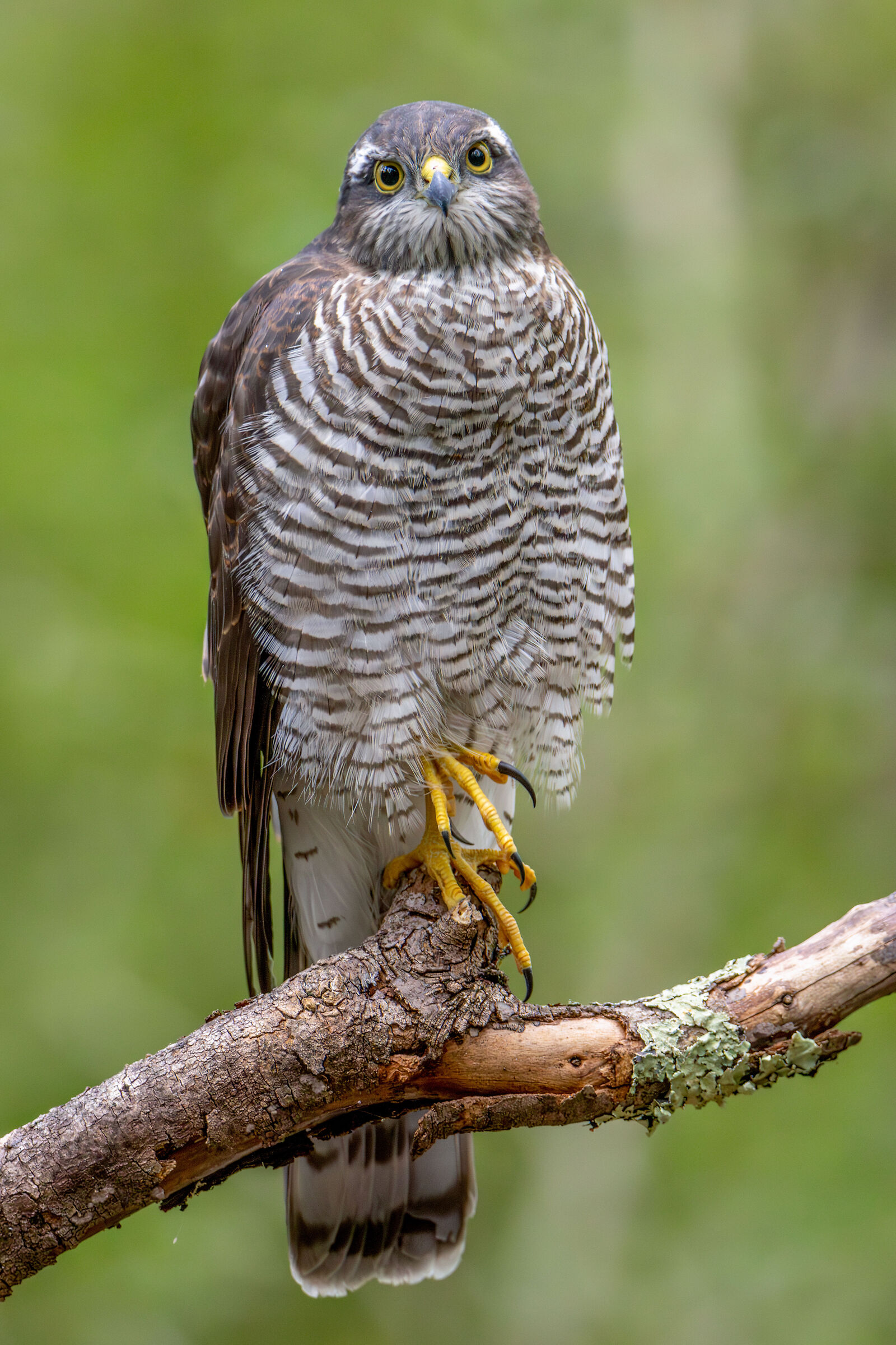 Sparrowhawk
