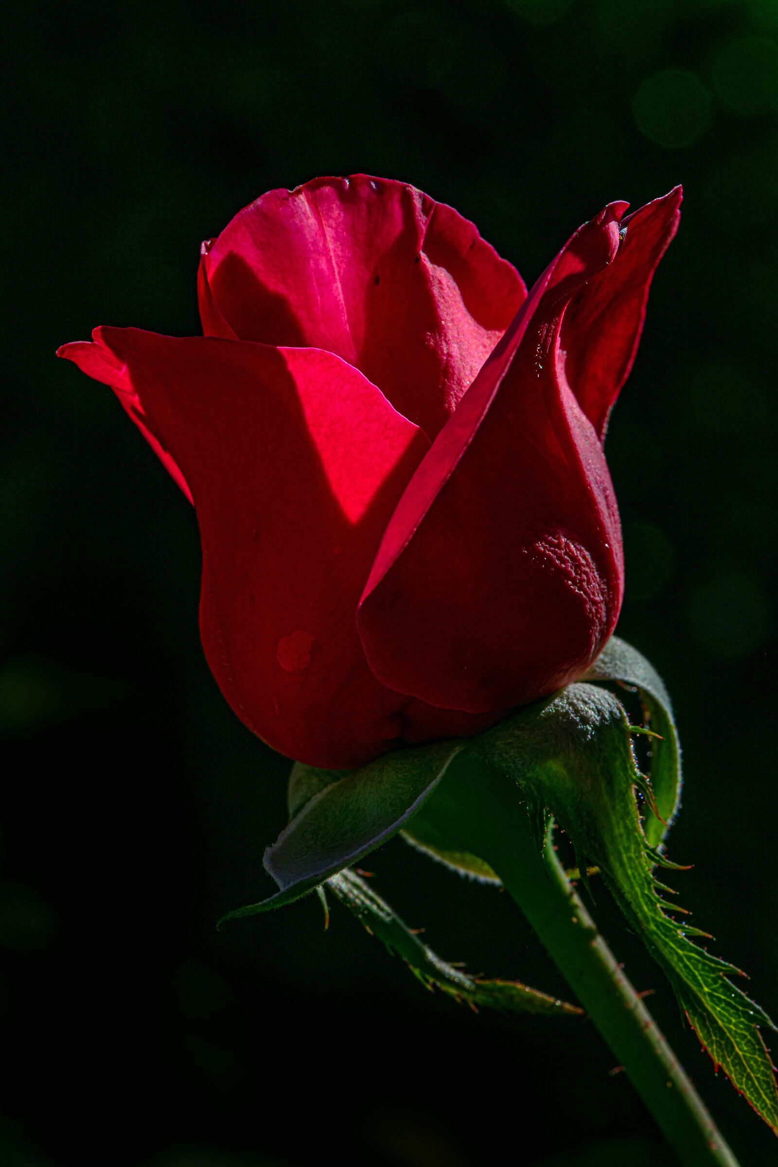 bocciolo rosso