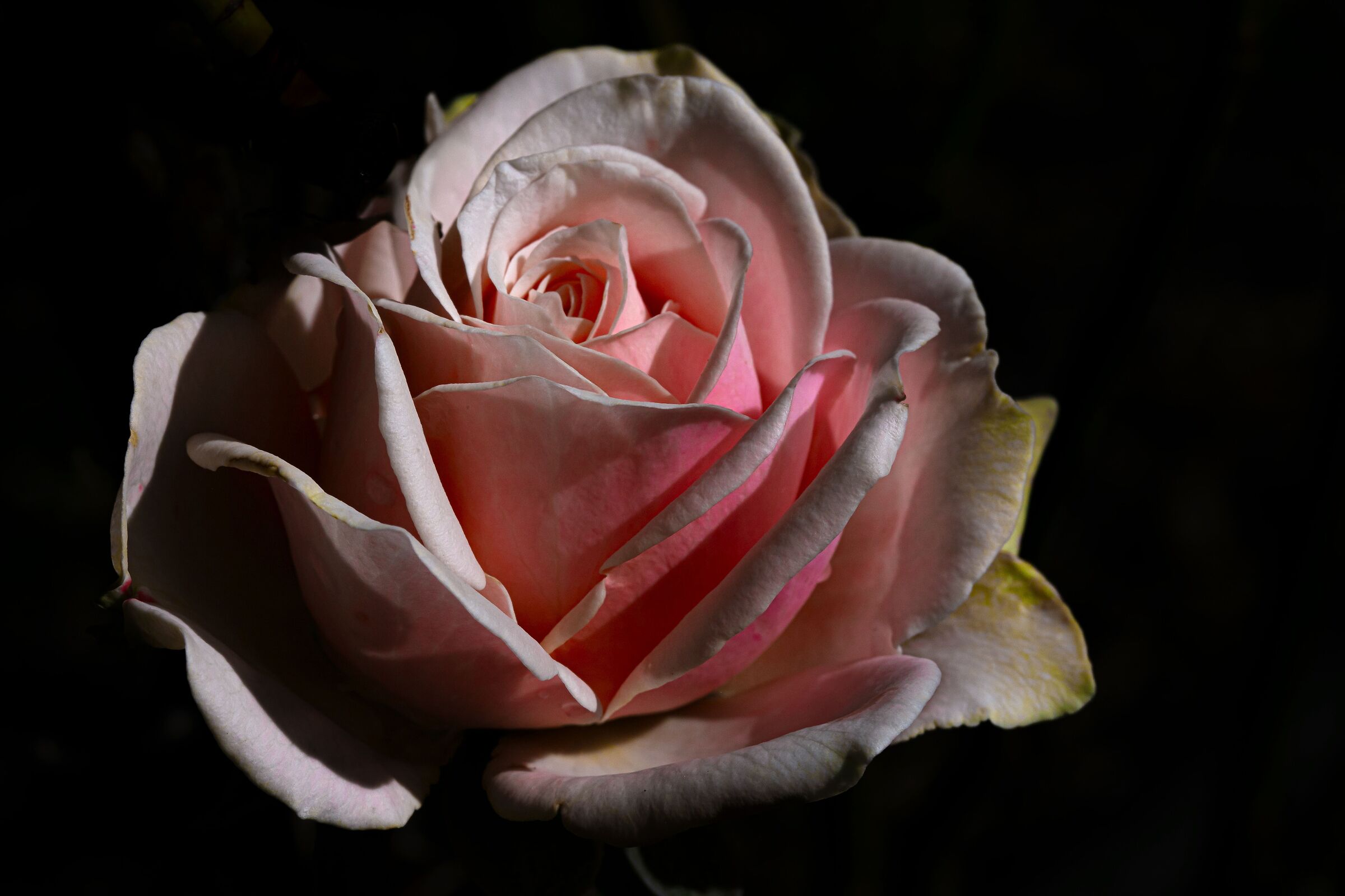 Rosa al culmine
