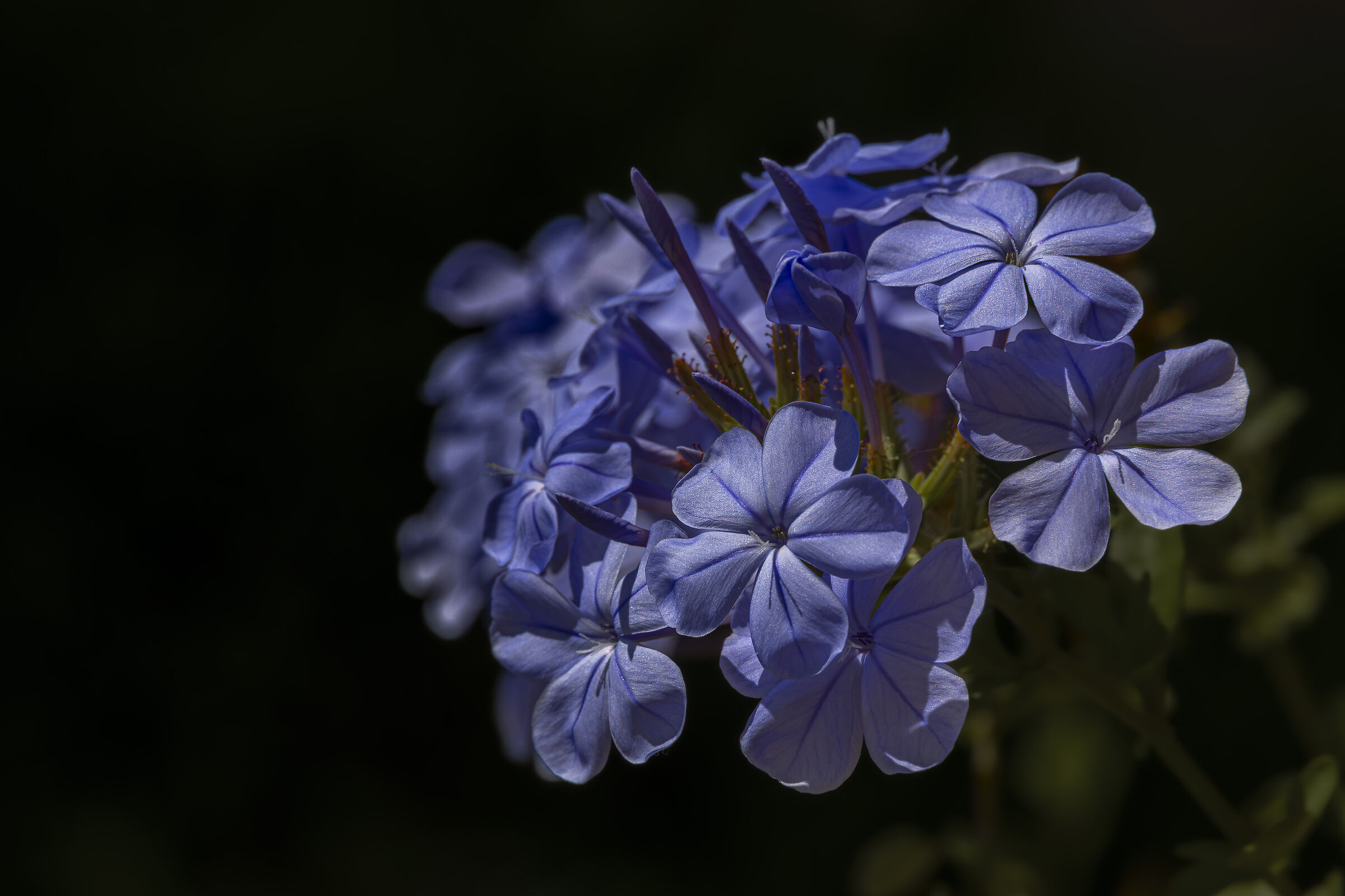 Plumbago Europea
