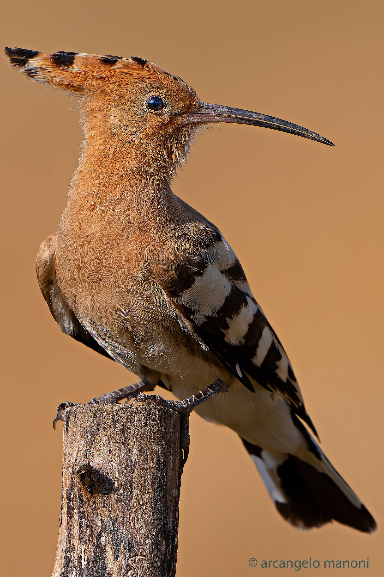 Il mio upupa preferito