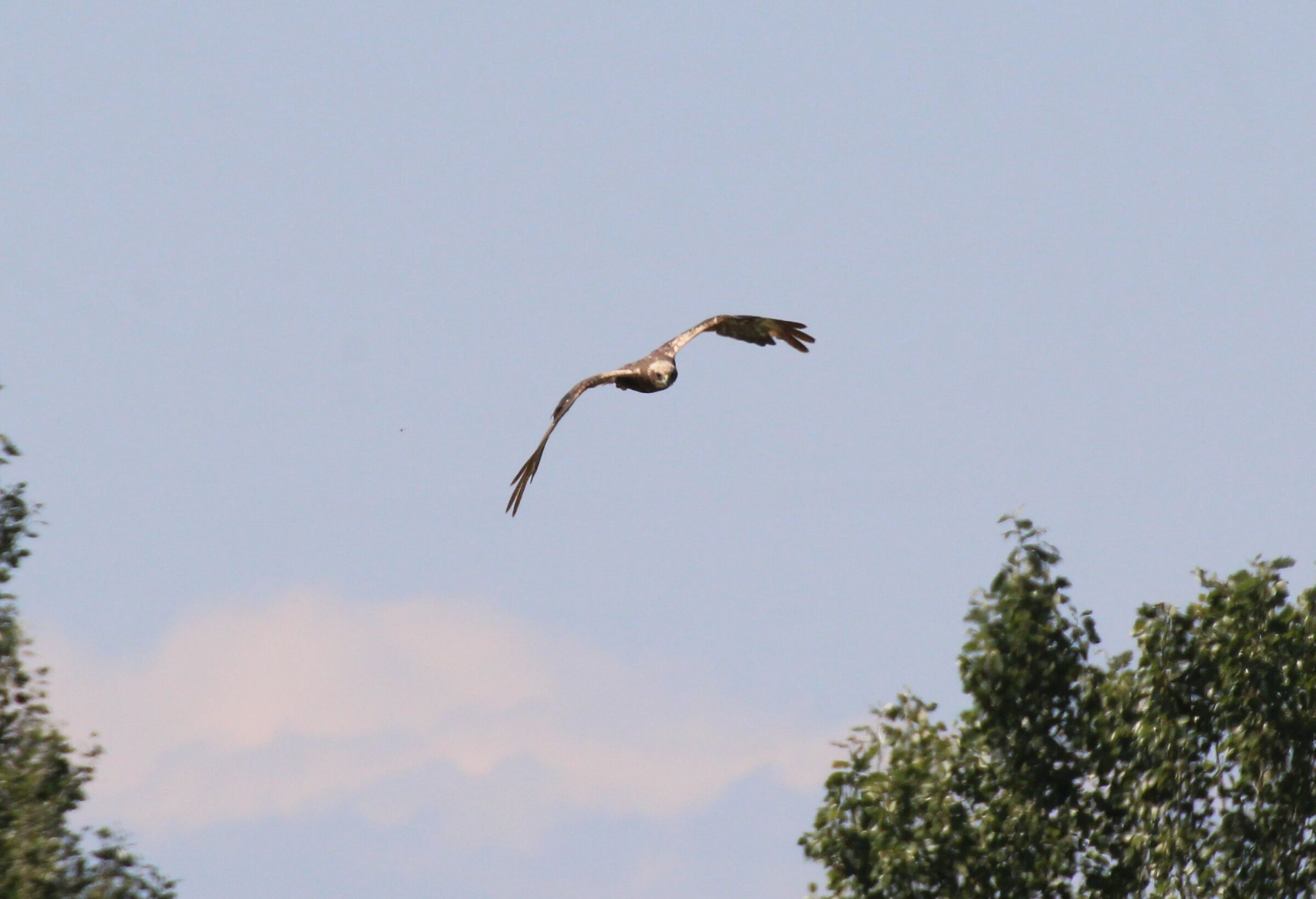 falco di palude femmina