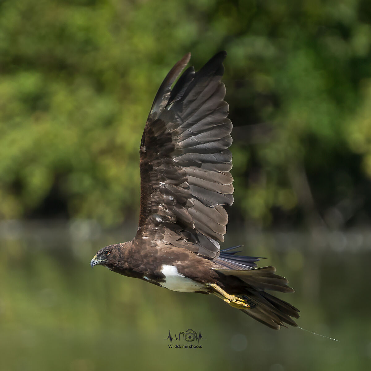 Marsh harrier with particular morphism