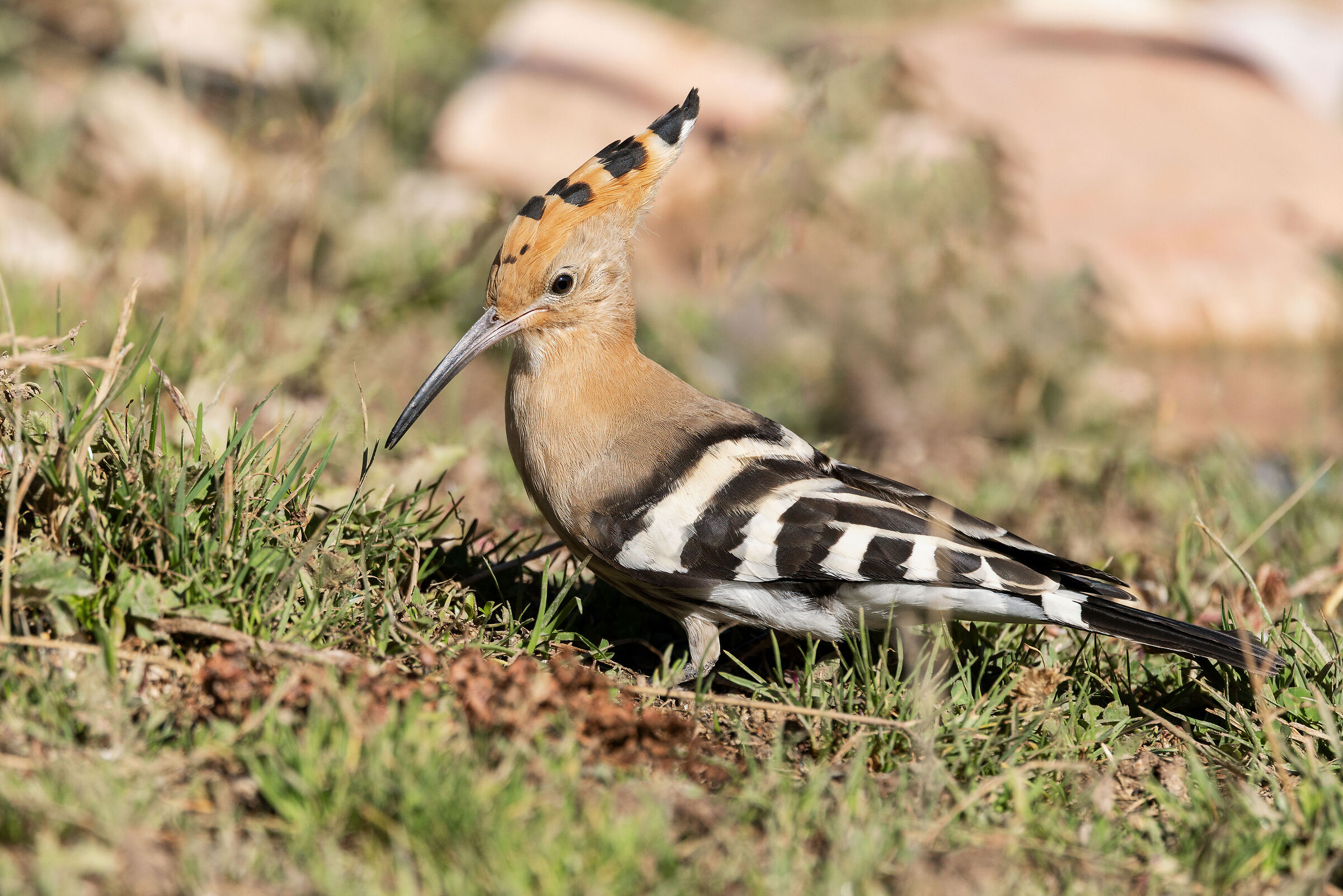 Hoopoe (Upupa epops)