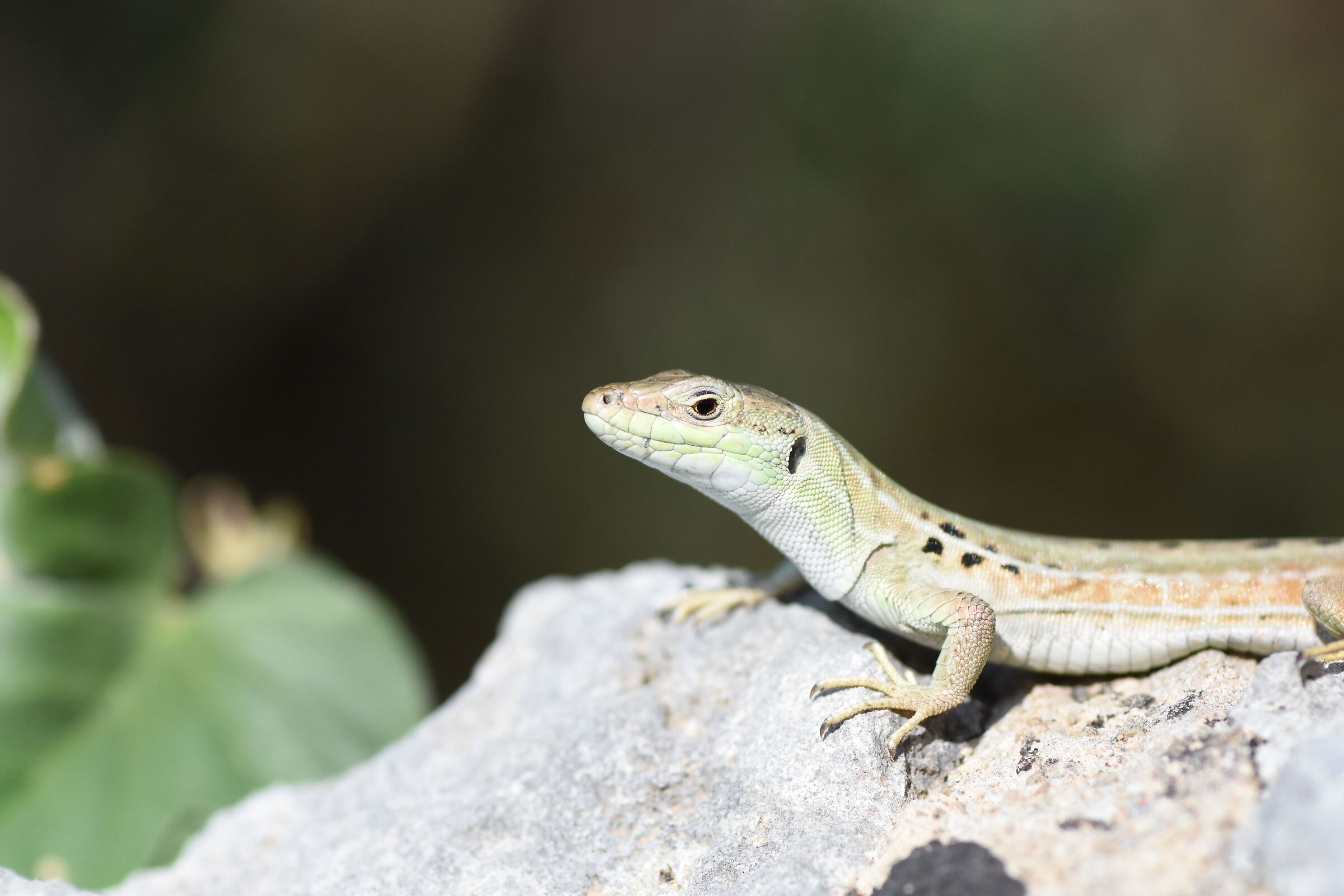 Crop 150 " 1/ 8 Mila ", Tokina 100 F. 2.8- Nikon D...