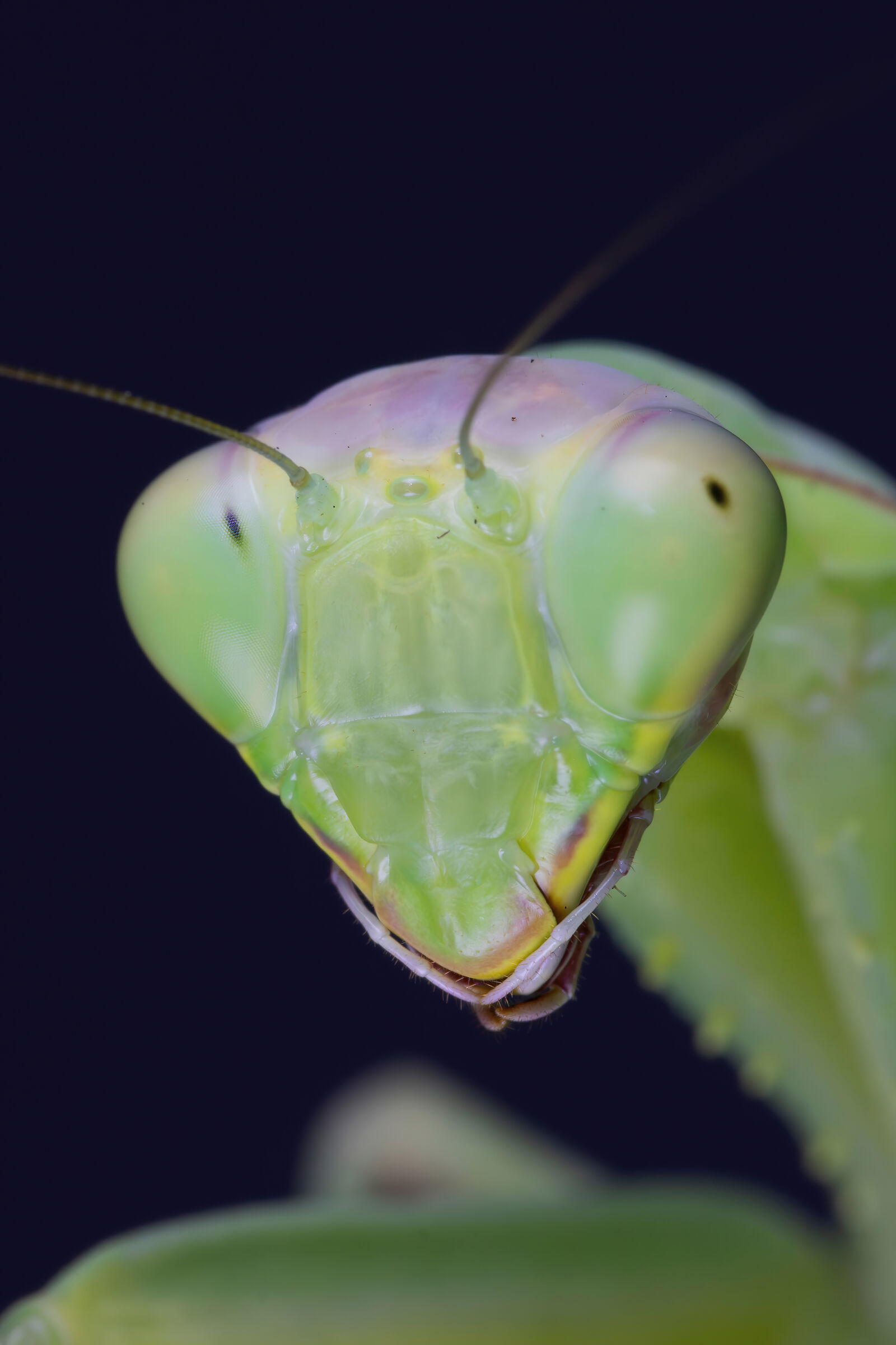 Mantis religiosa