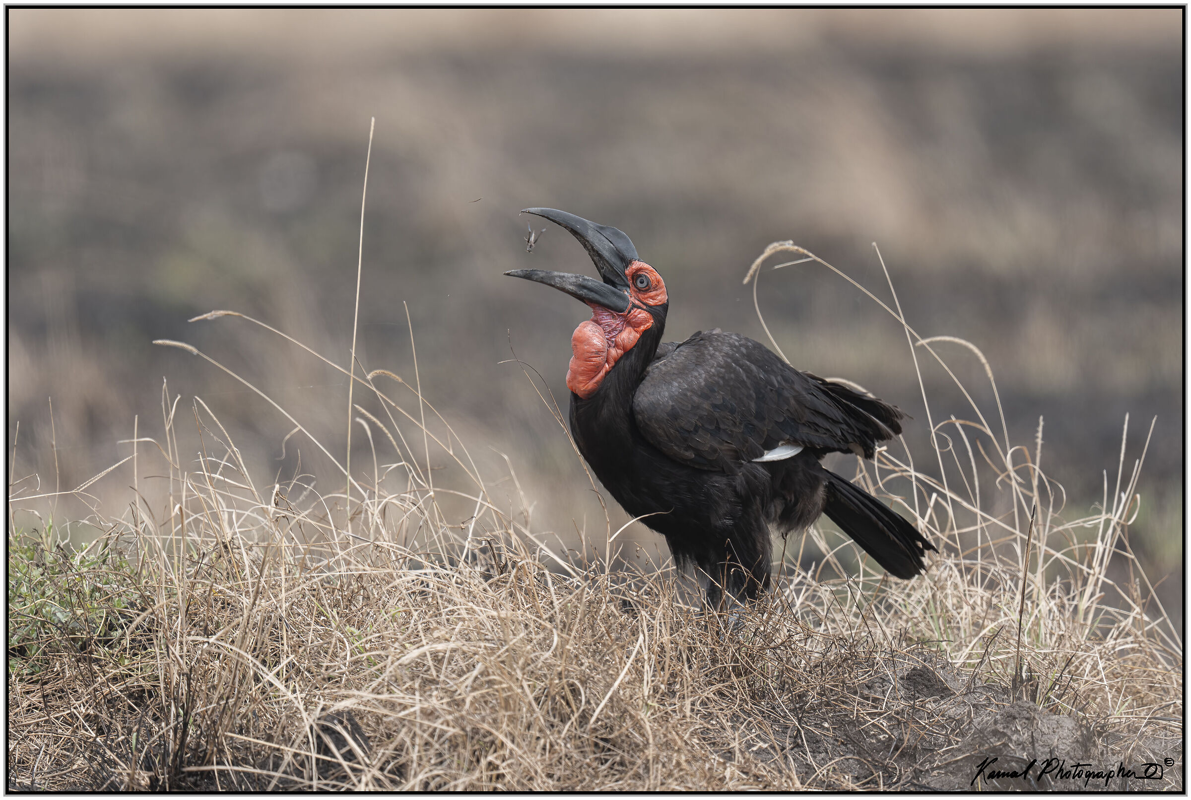 Bucorvus (Bucorvus leadbeateri)