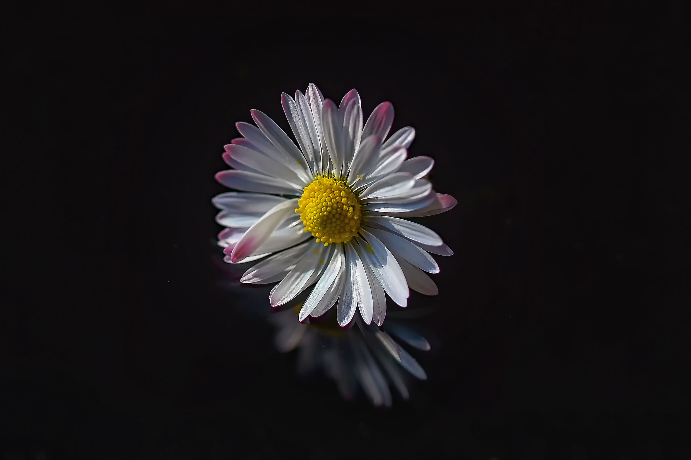 diploid daisy