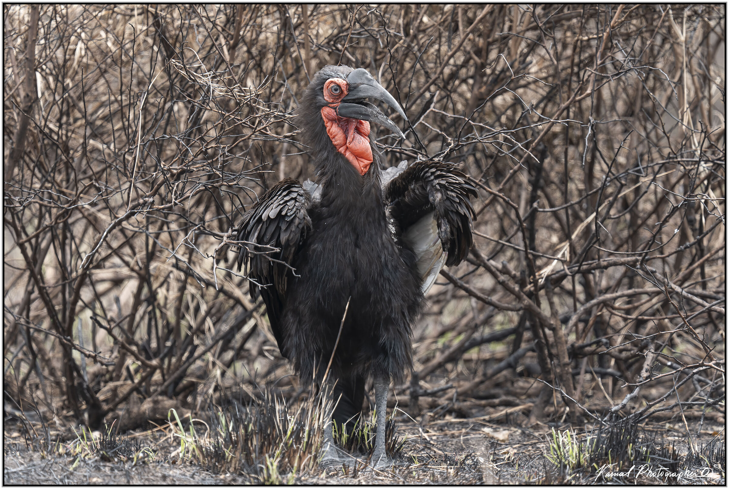 Bucorvus (Bucorvus leadbeateri)