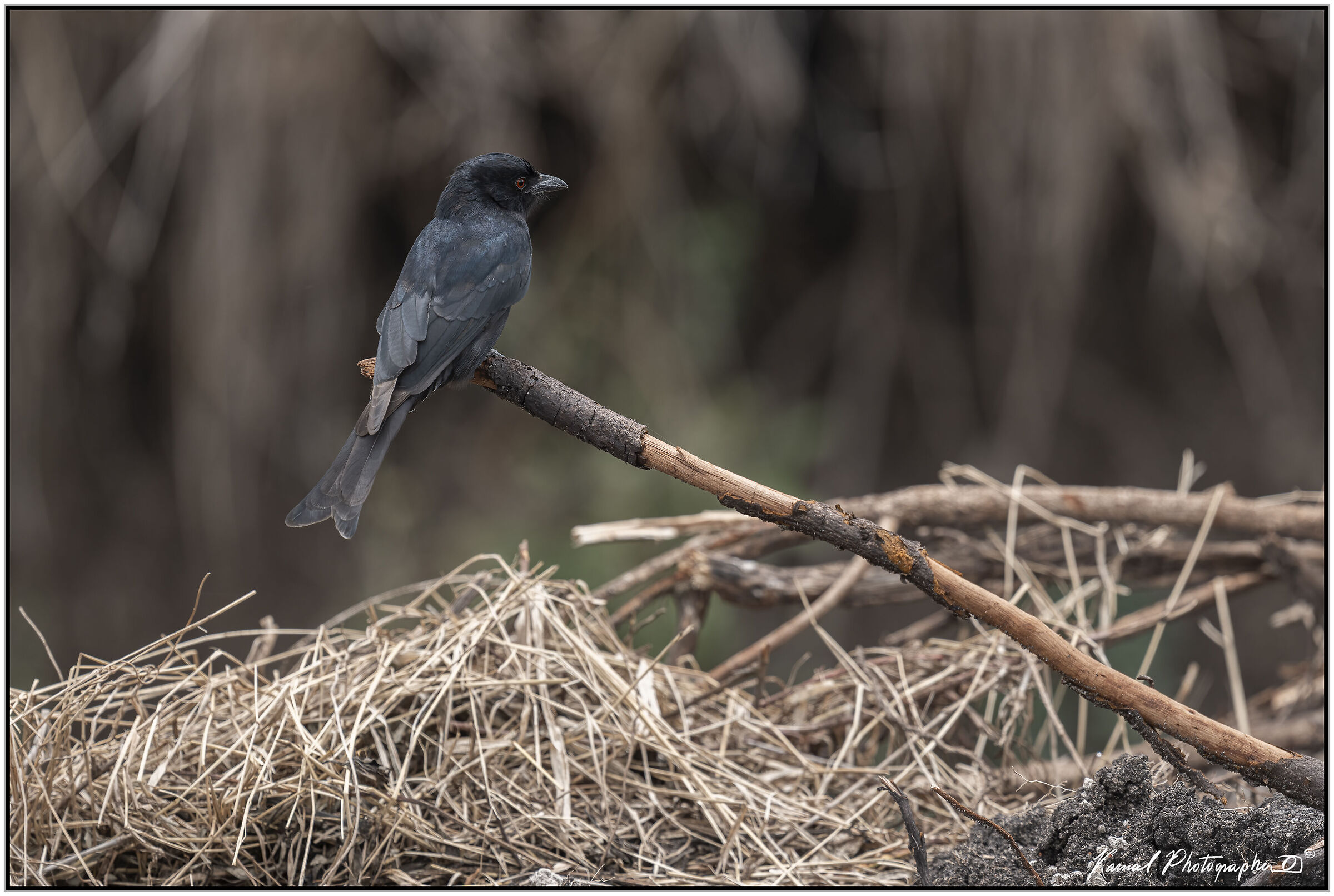 Fork-tailed Drongo (Dicrurus adsimilis)