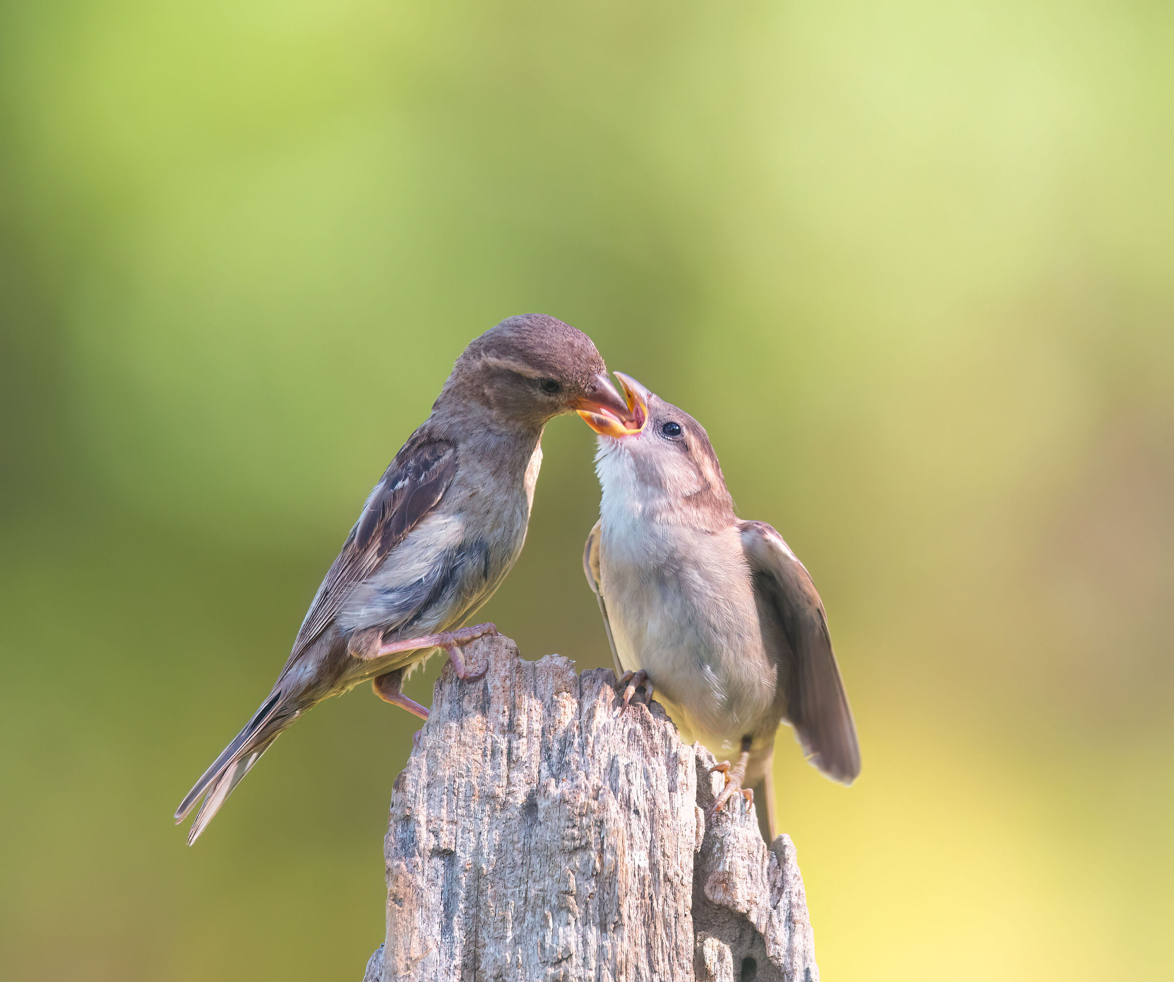 L'imbeccata dei passeri