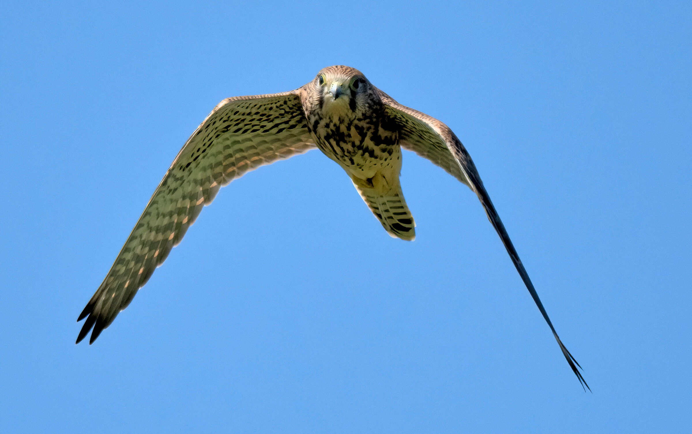 Greppio (Falco tinnunculus)