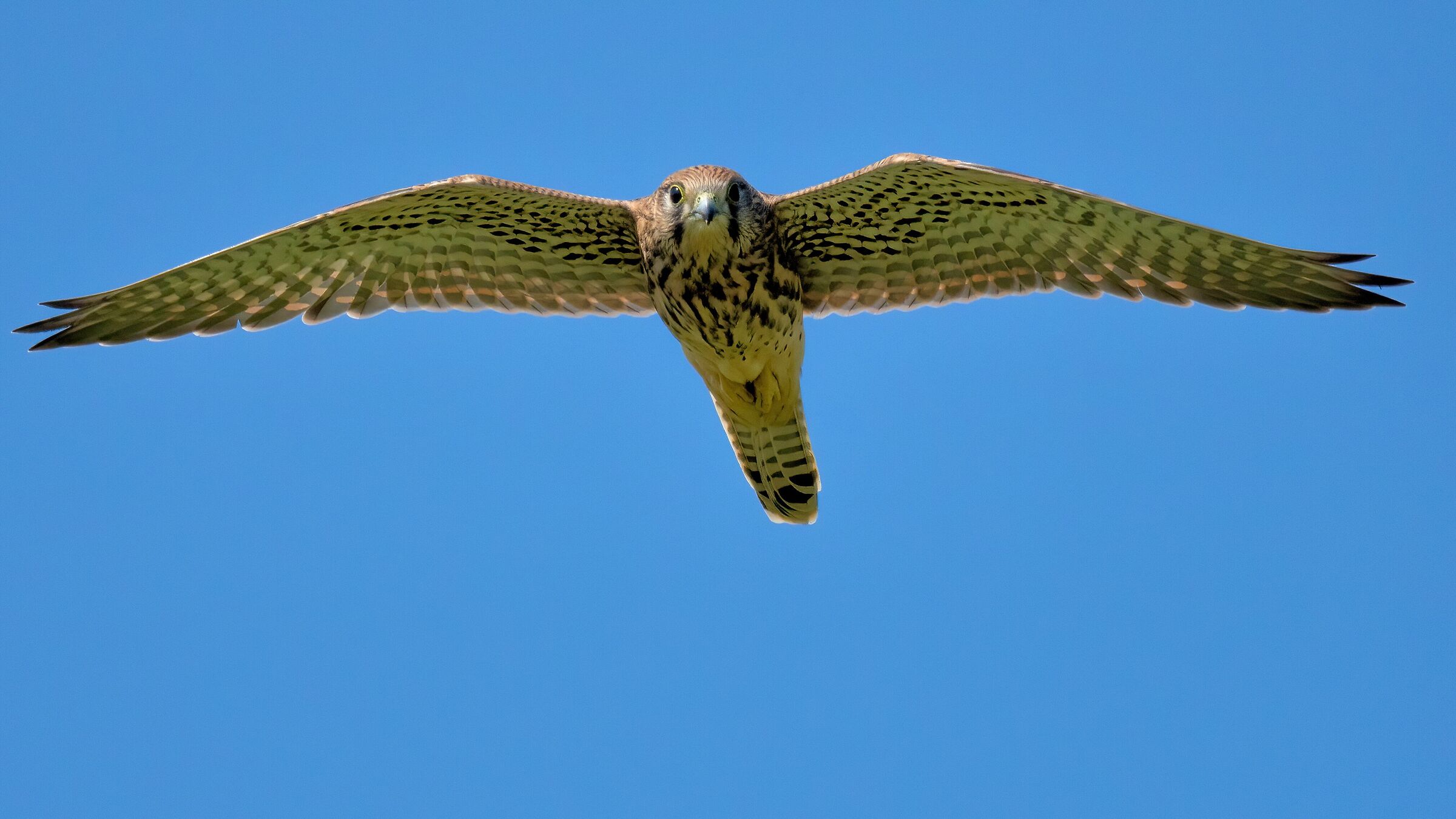 Greppio (Falco tinnunculus)