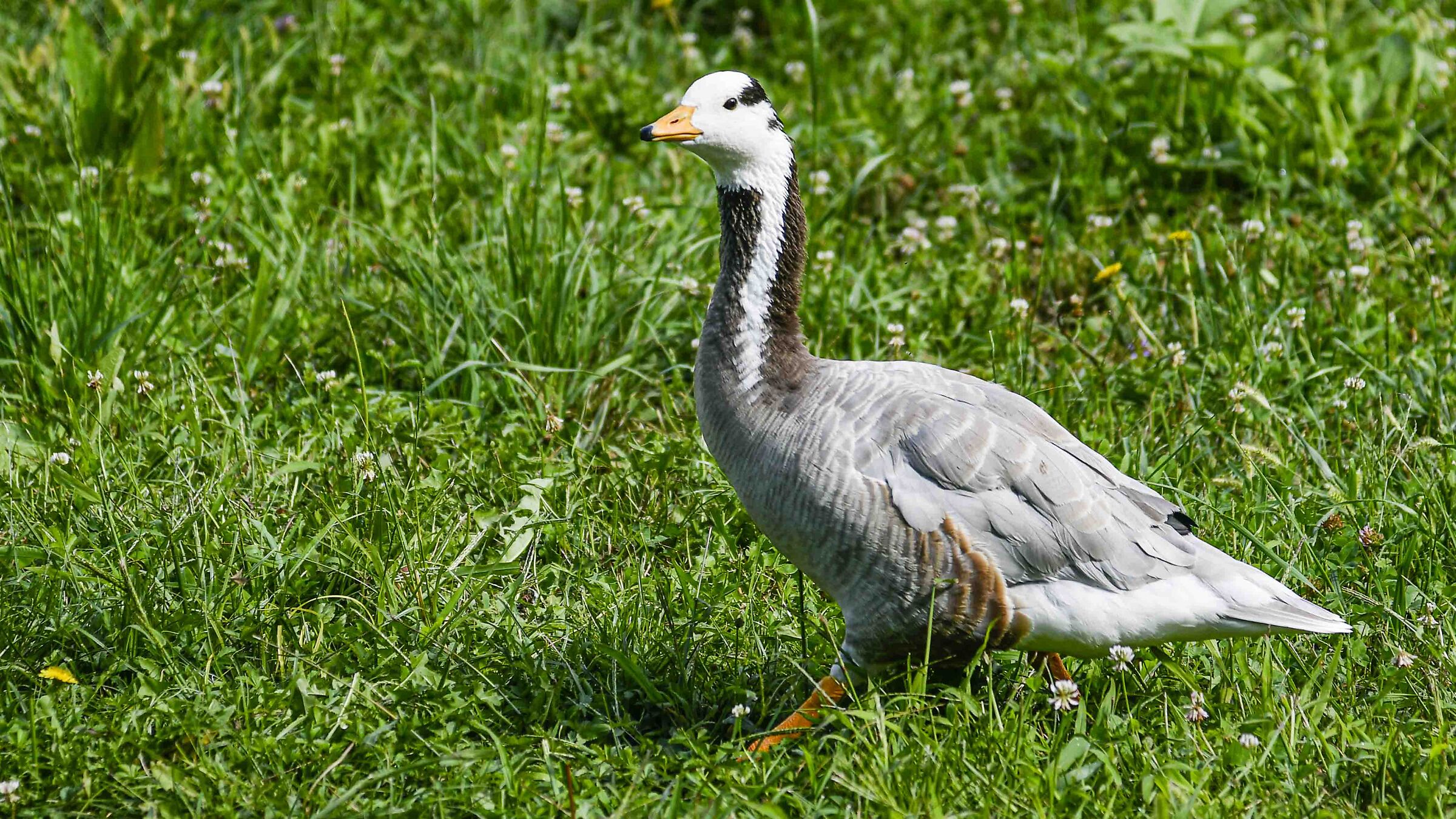 White-headed Canadian goose