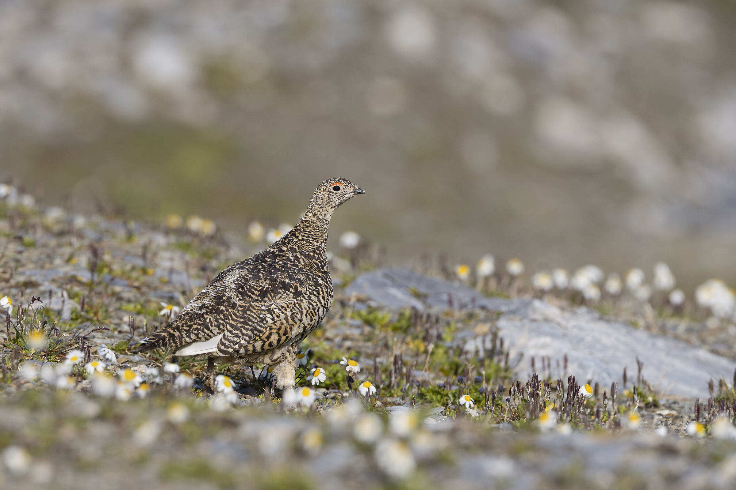 A spasso tra le margherite