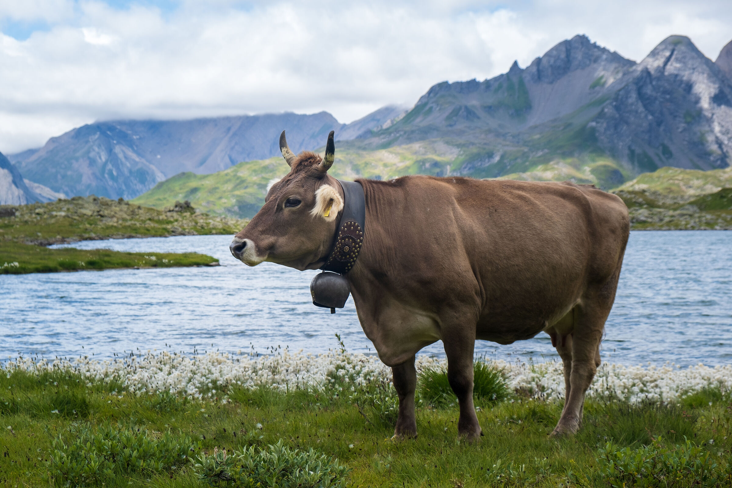 Walser cows