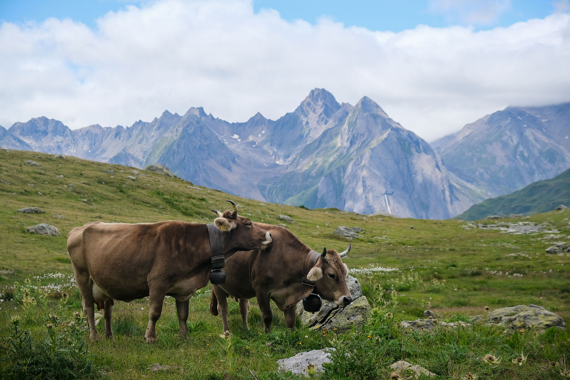 Walser cows