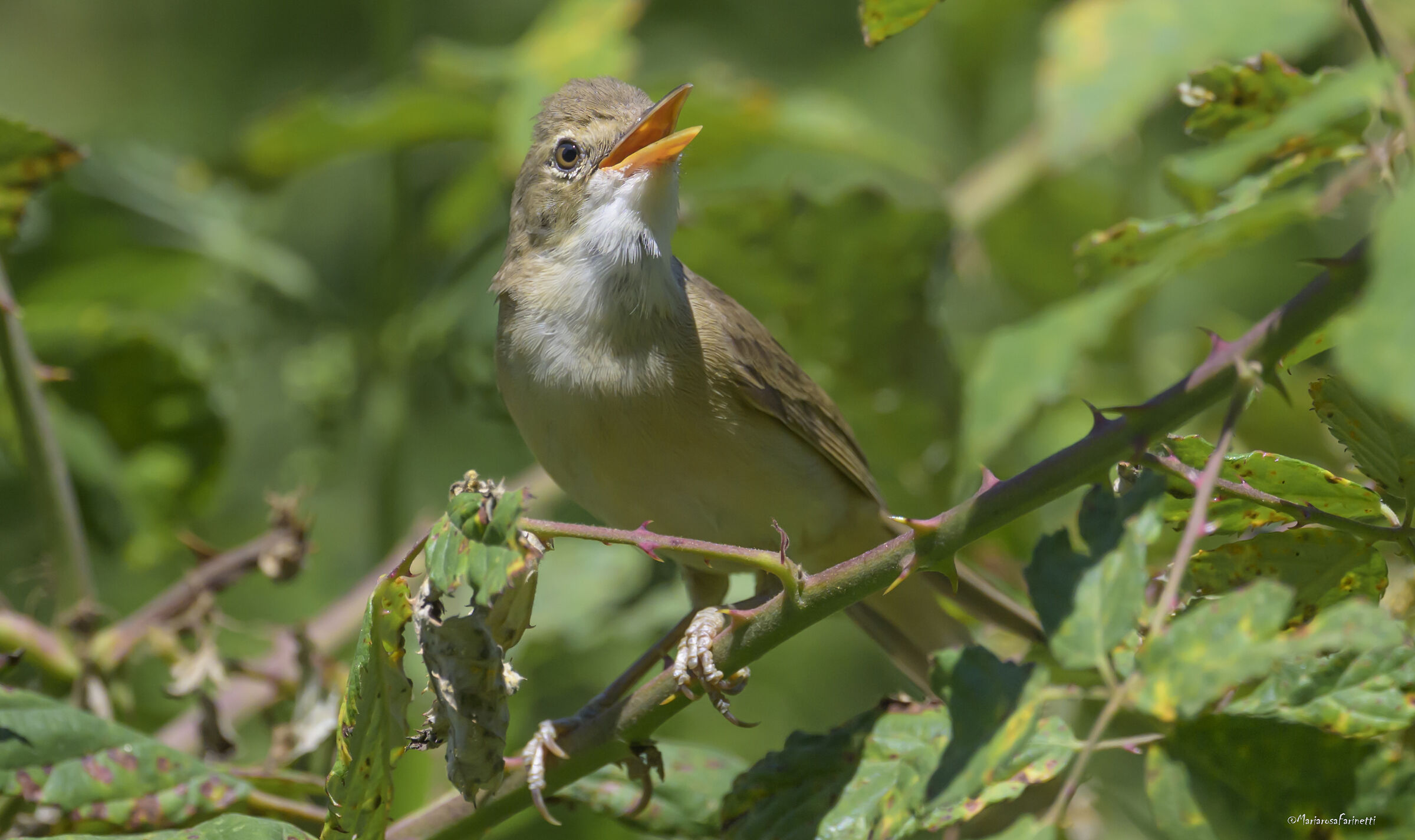 Cannaiola in cinemascope