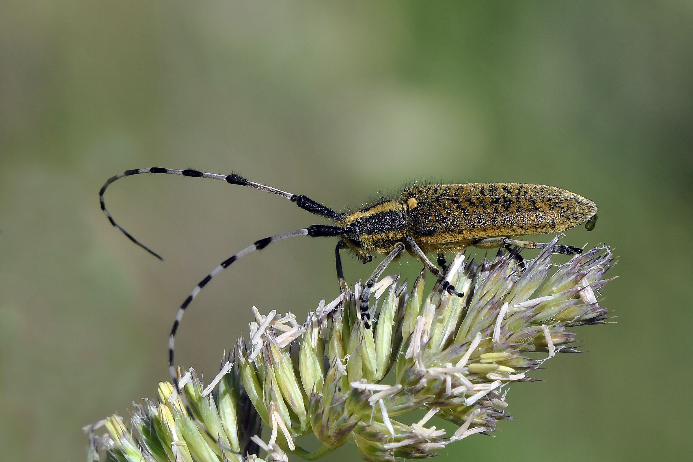 Agapanthia villosoviridescens