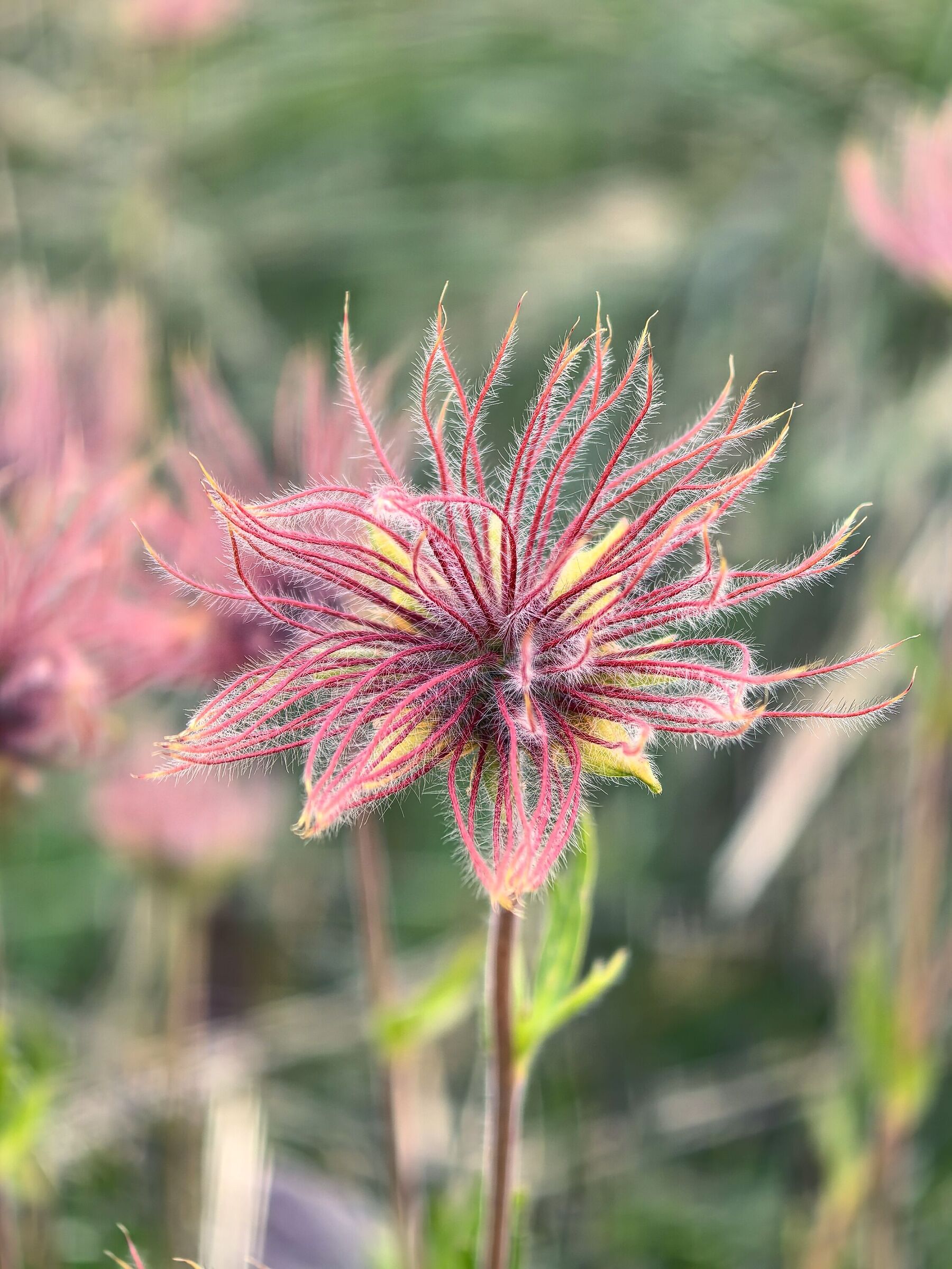 flower2