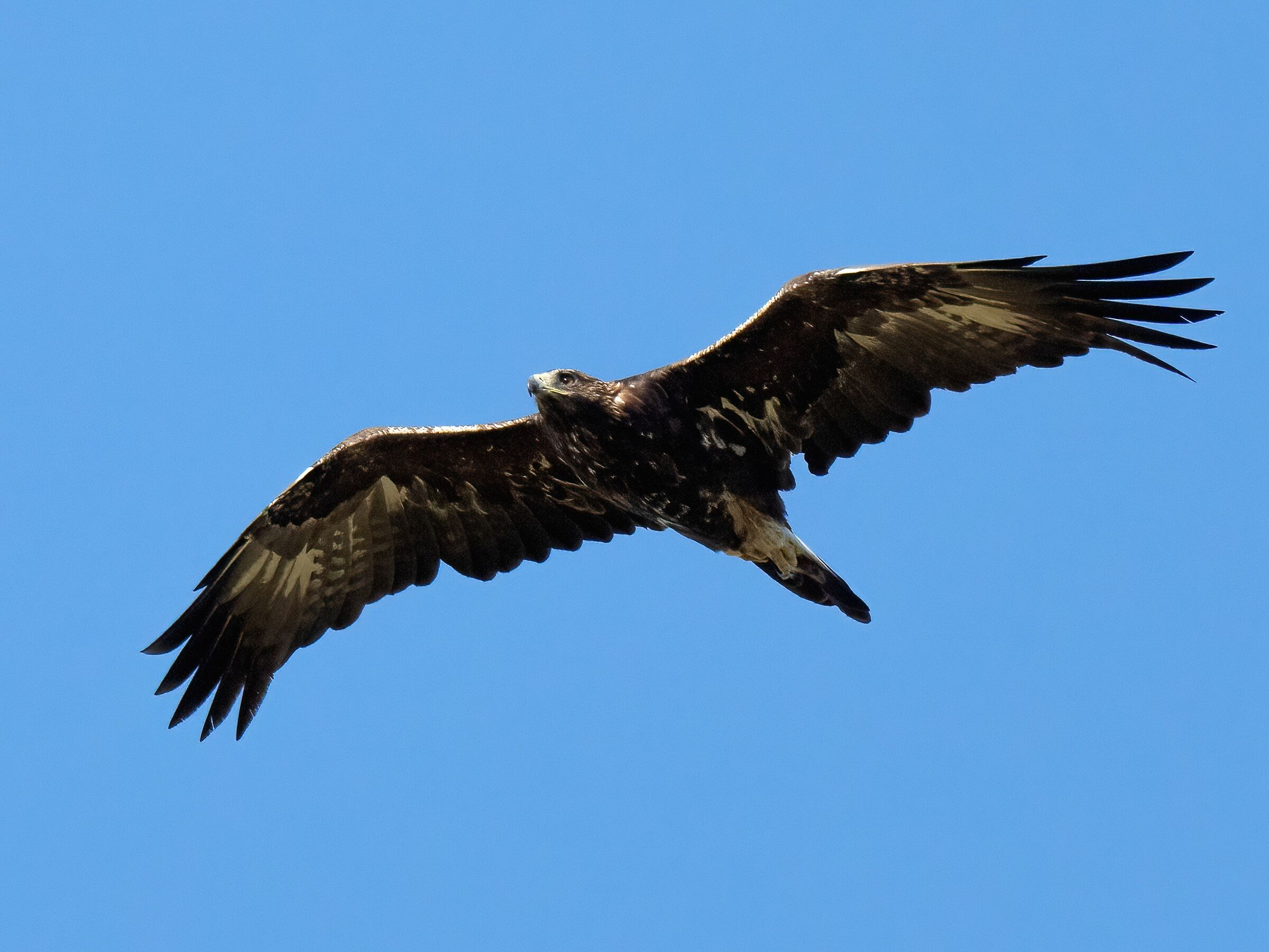Golden Eagle (Aquila chrysaetos)