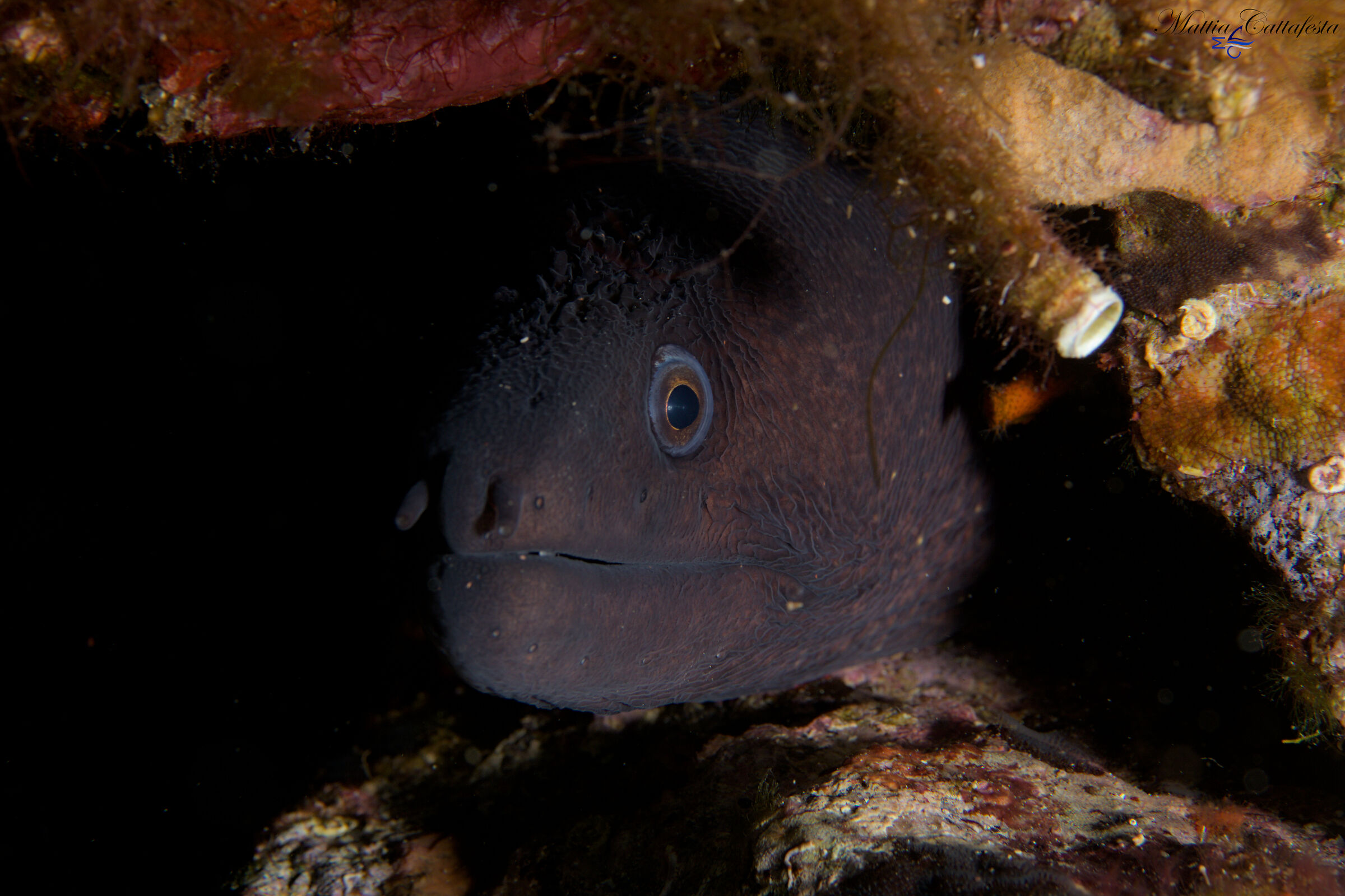 moray eel in burrow