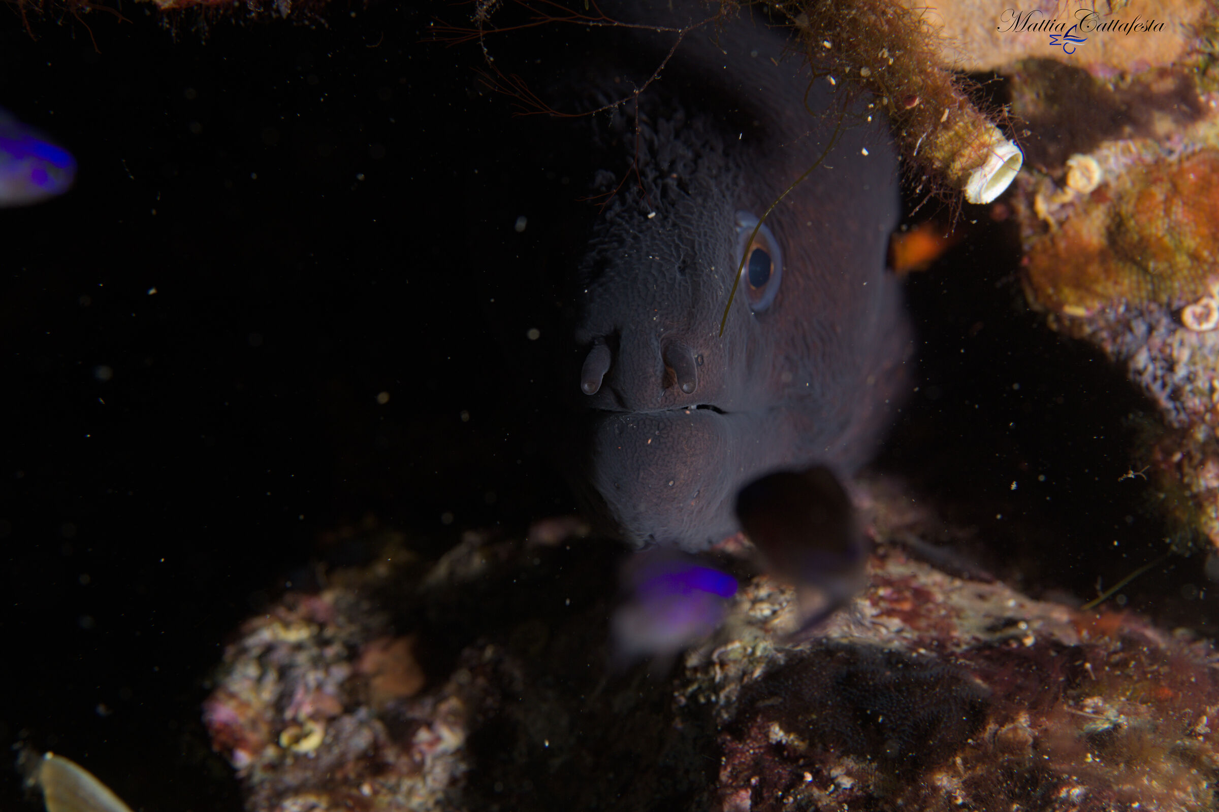 moray eel in burrow