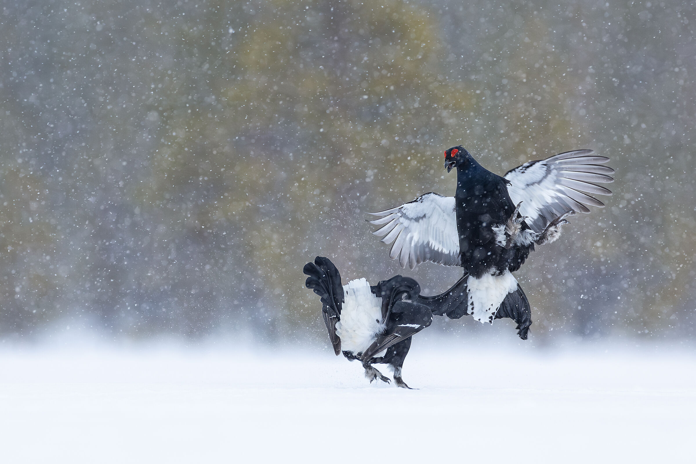 Discussion between forks in the storm