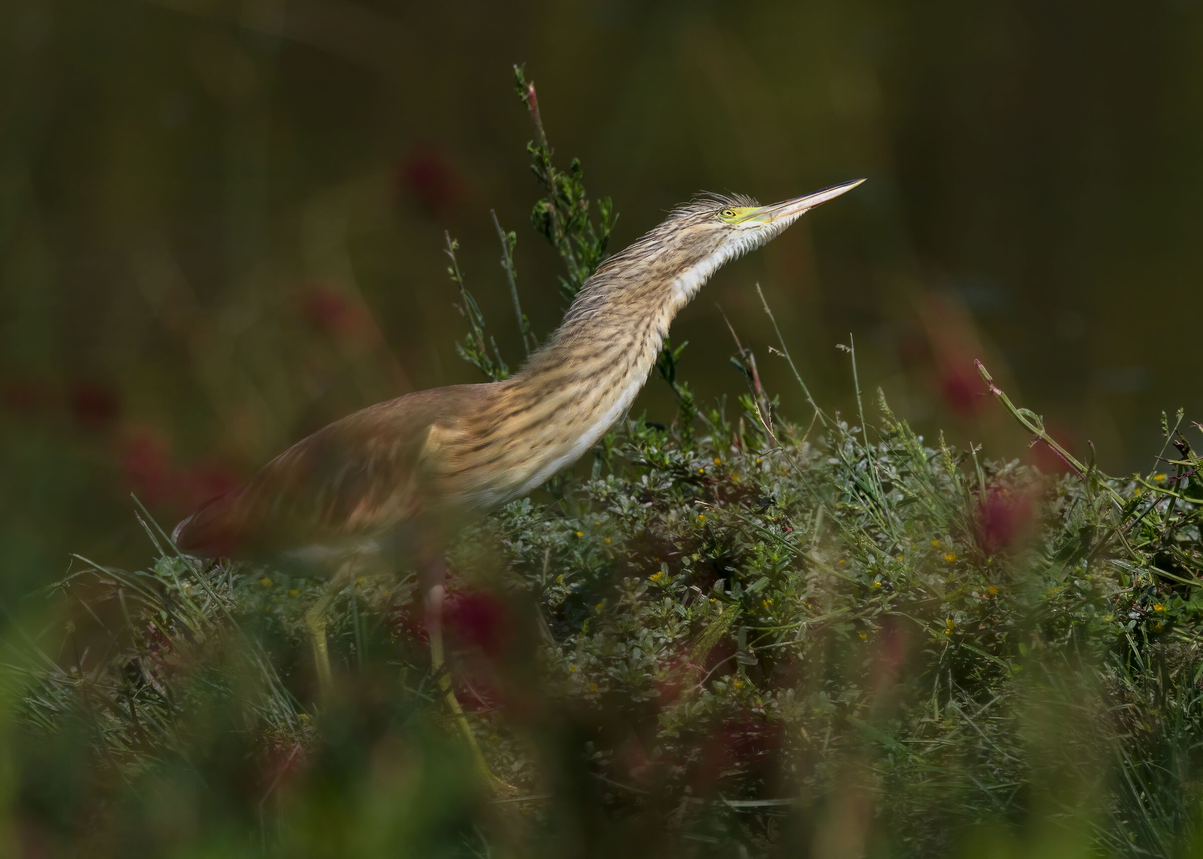 Sgarza ciuffetto scruta il cielo