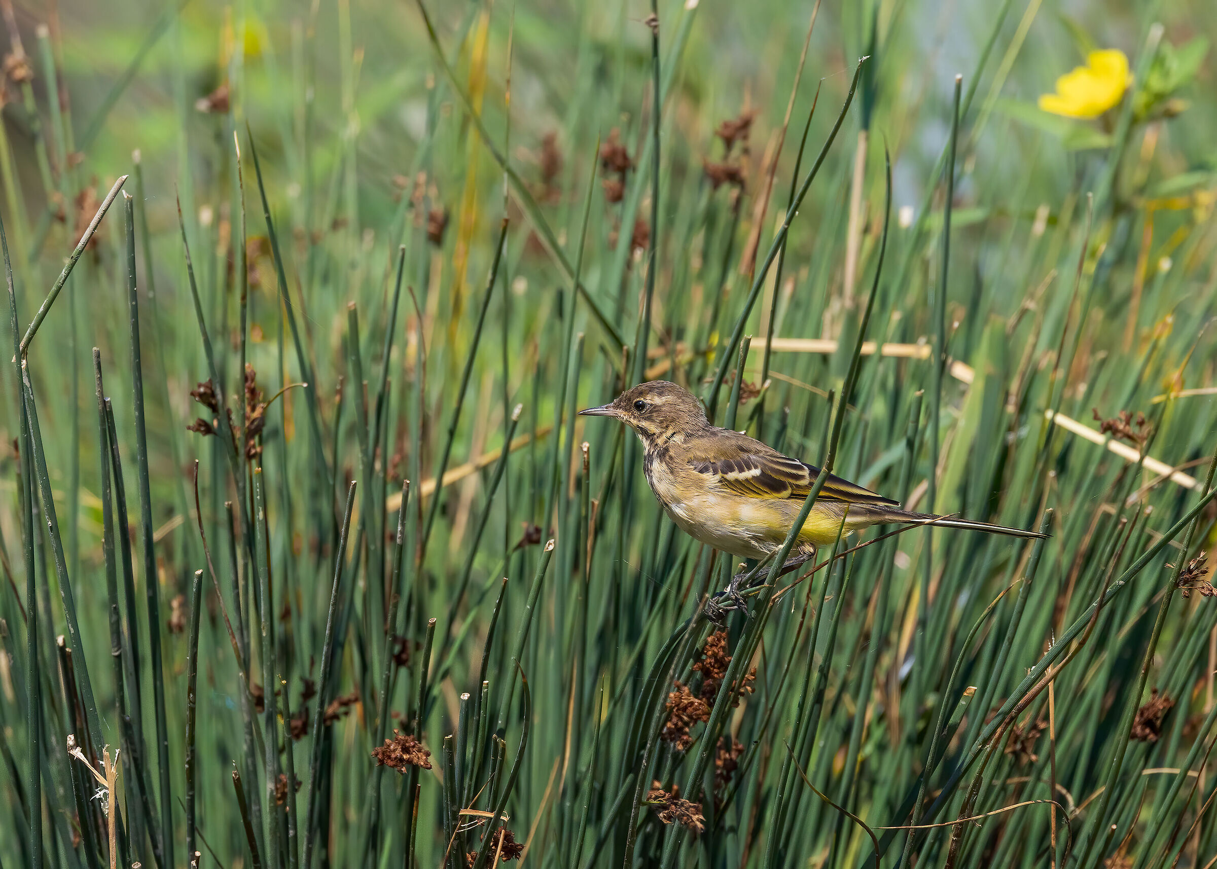 Cutrettola juv. ambientata