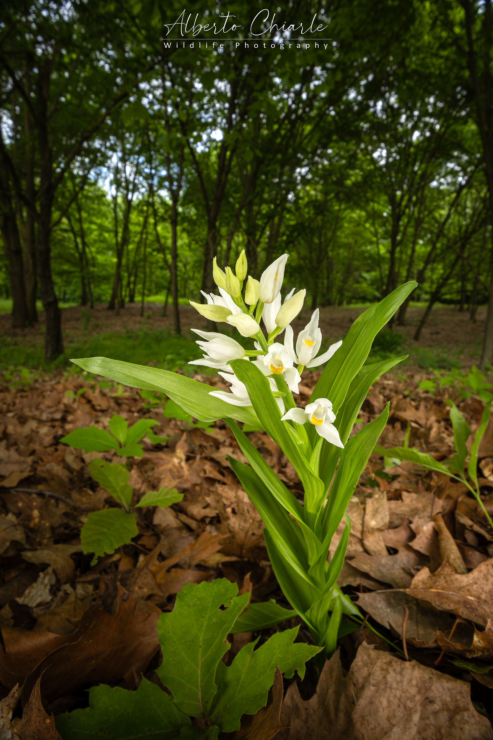 Cephalanthera longifolia