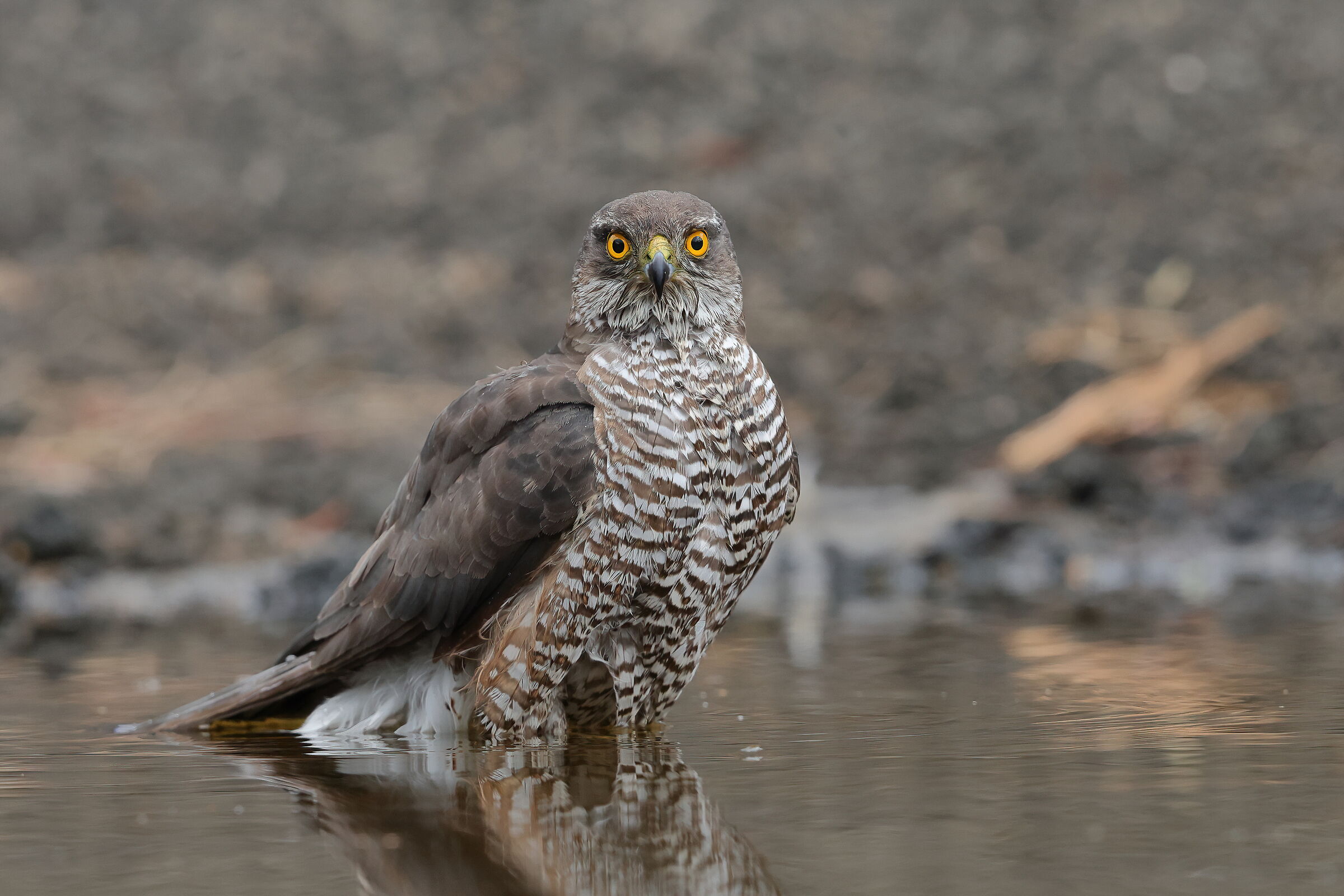 Refreshments on Mount Etna
