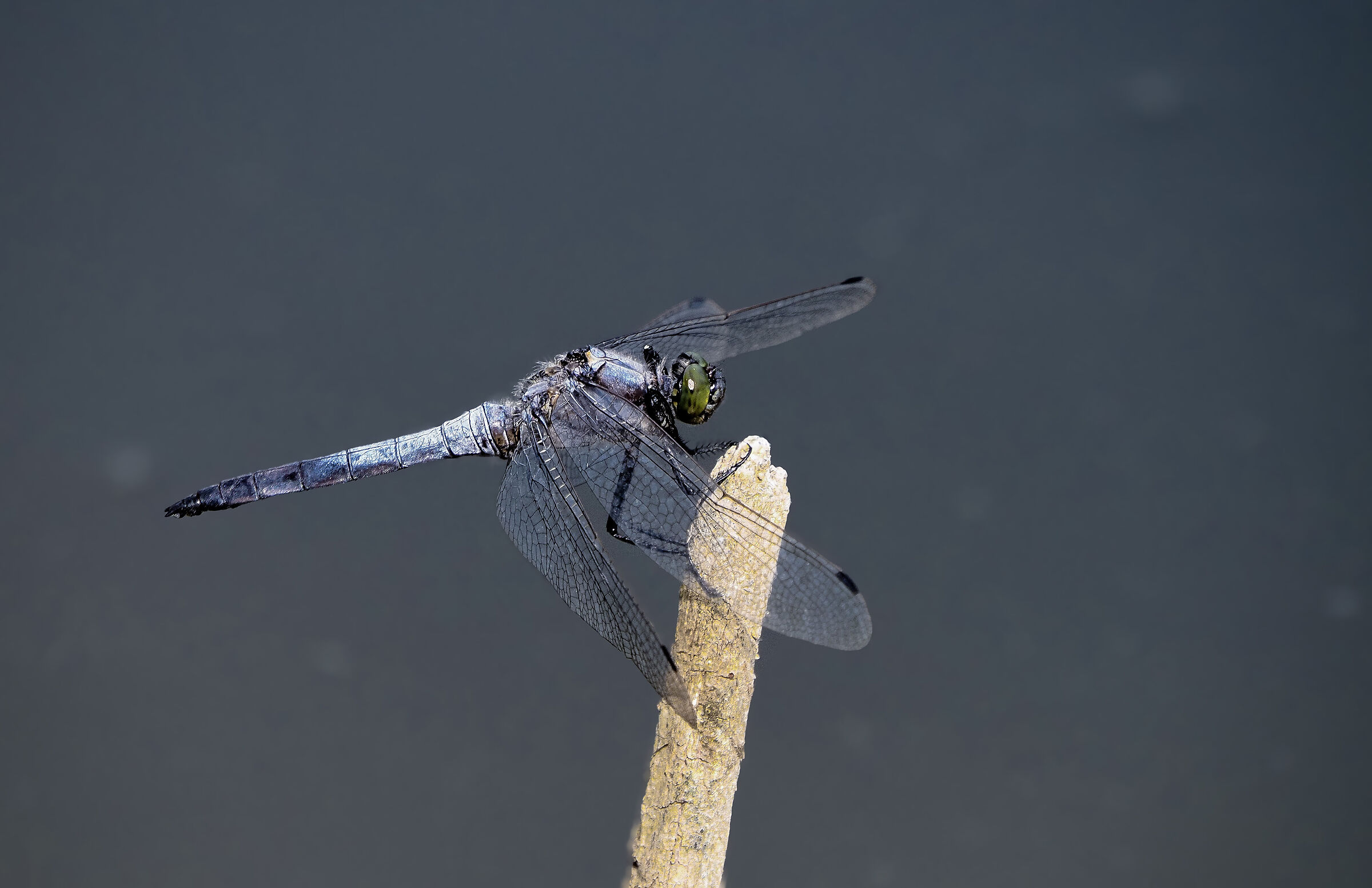 Orthetrum cancellatum -Blackpoint Arrow