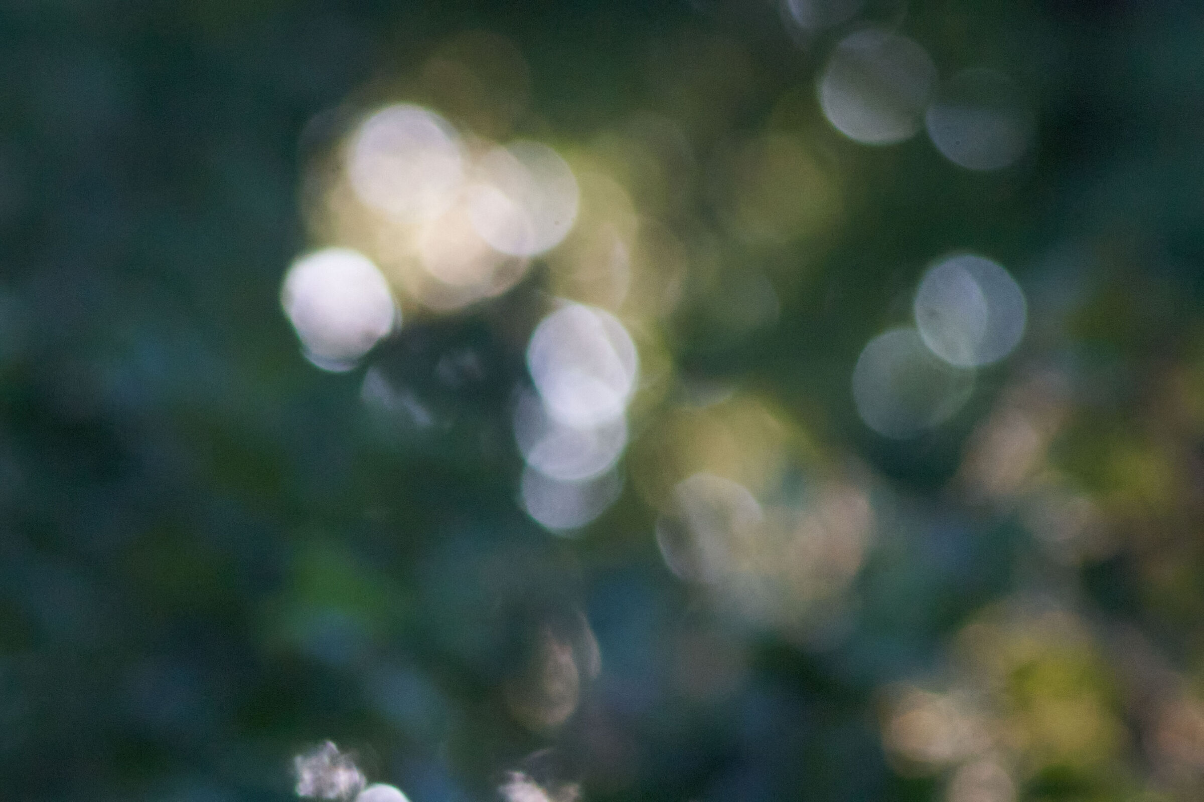 Artistic Out of Focus 1