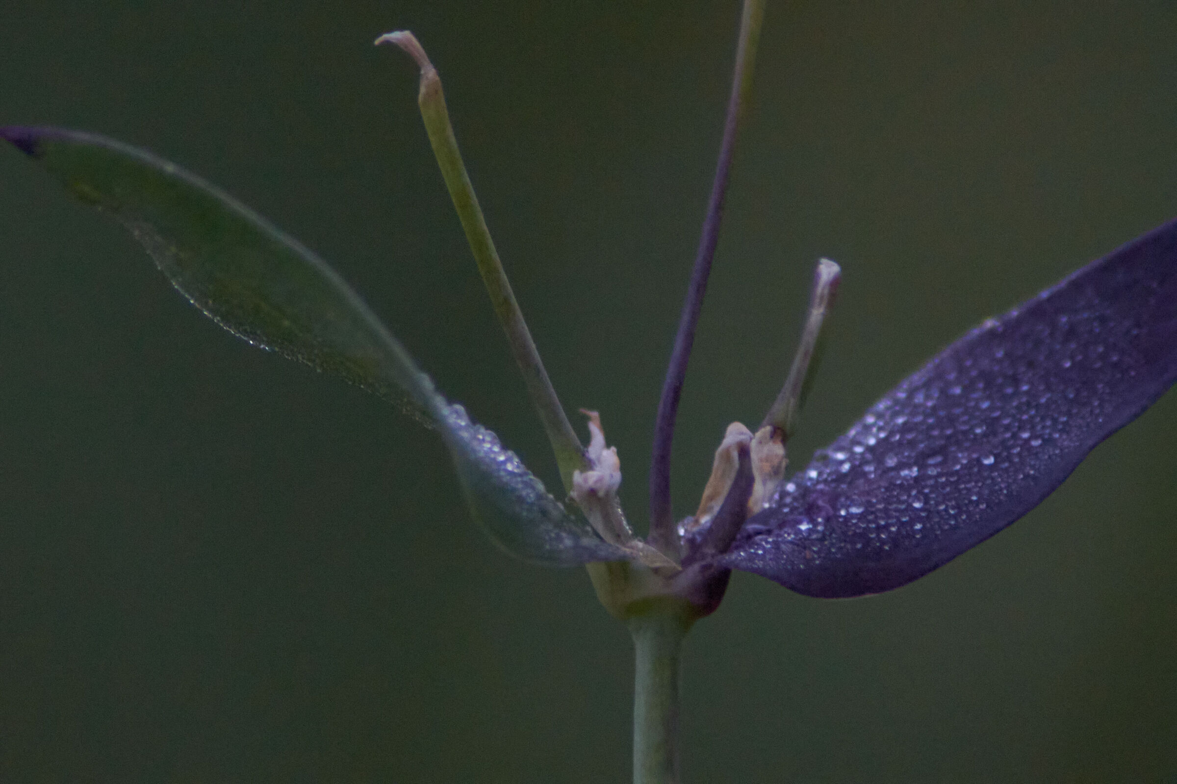 Purple Flower Macro 6