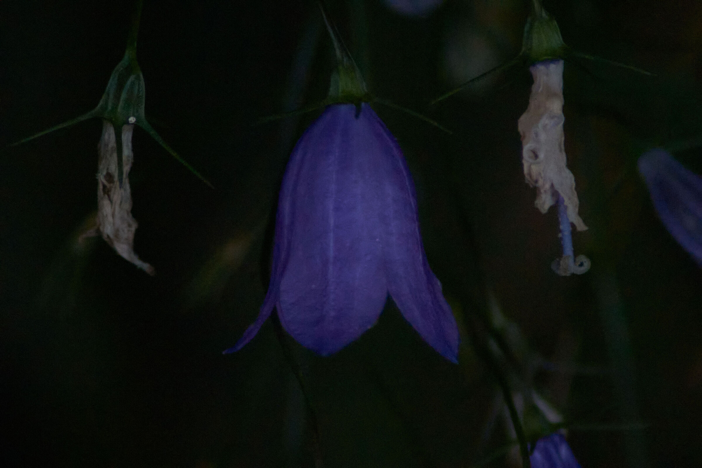 Purple Flower Macro 7