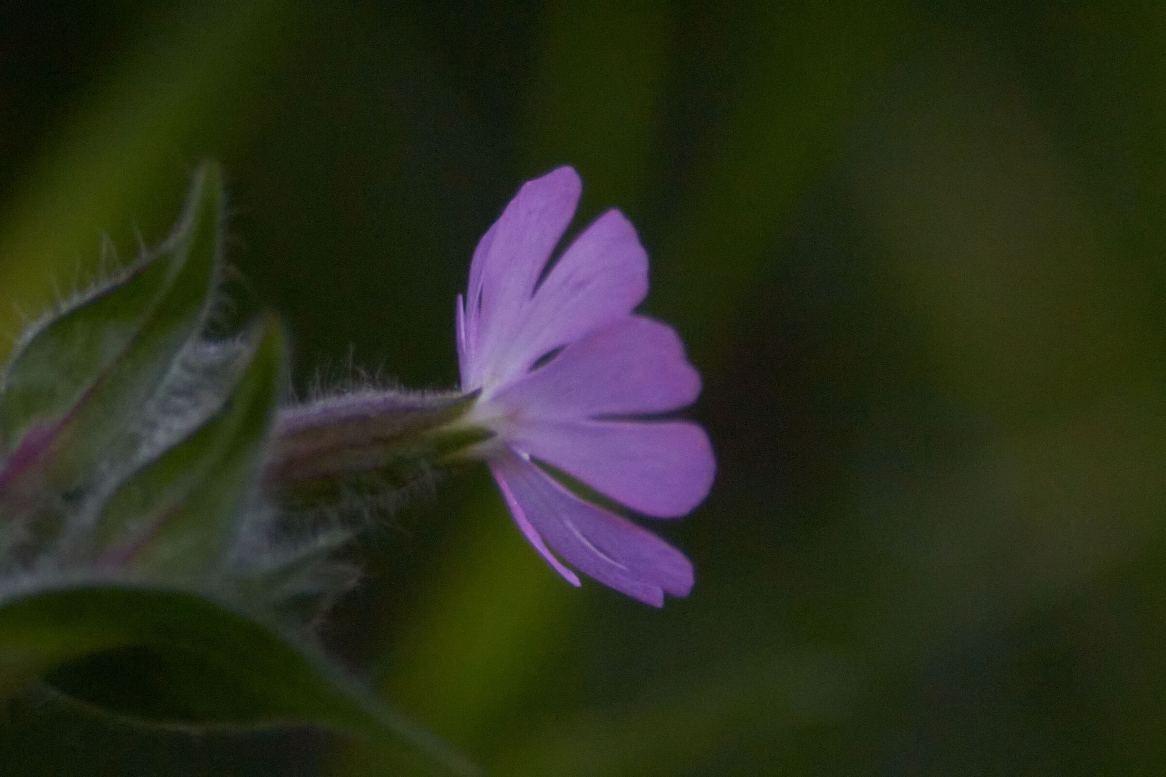 Macro pink flower with drops 1