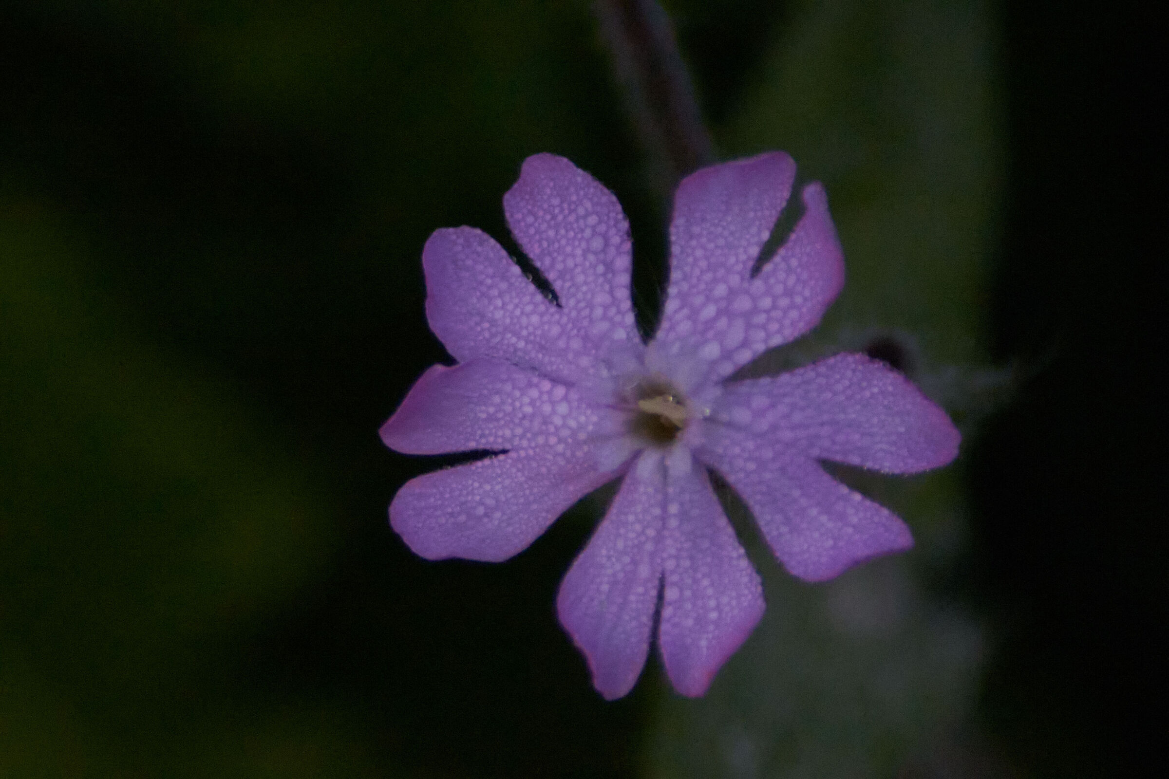 Pink Flower Macro with Drops 2