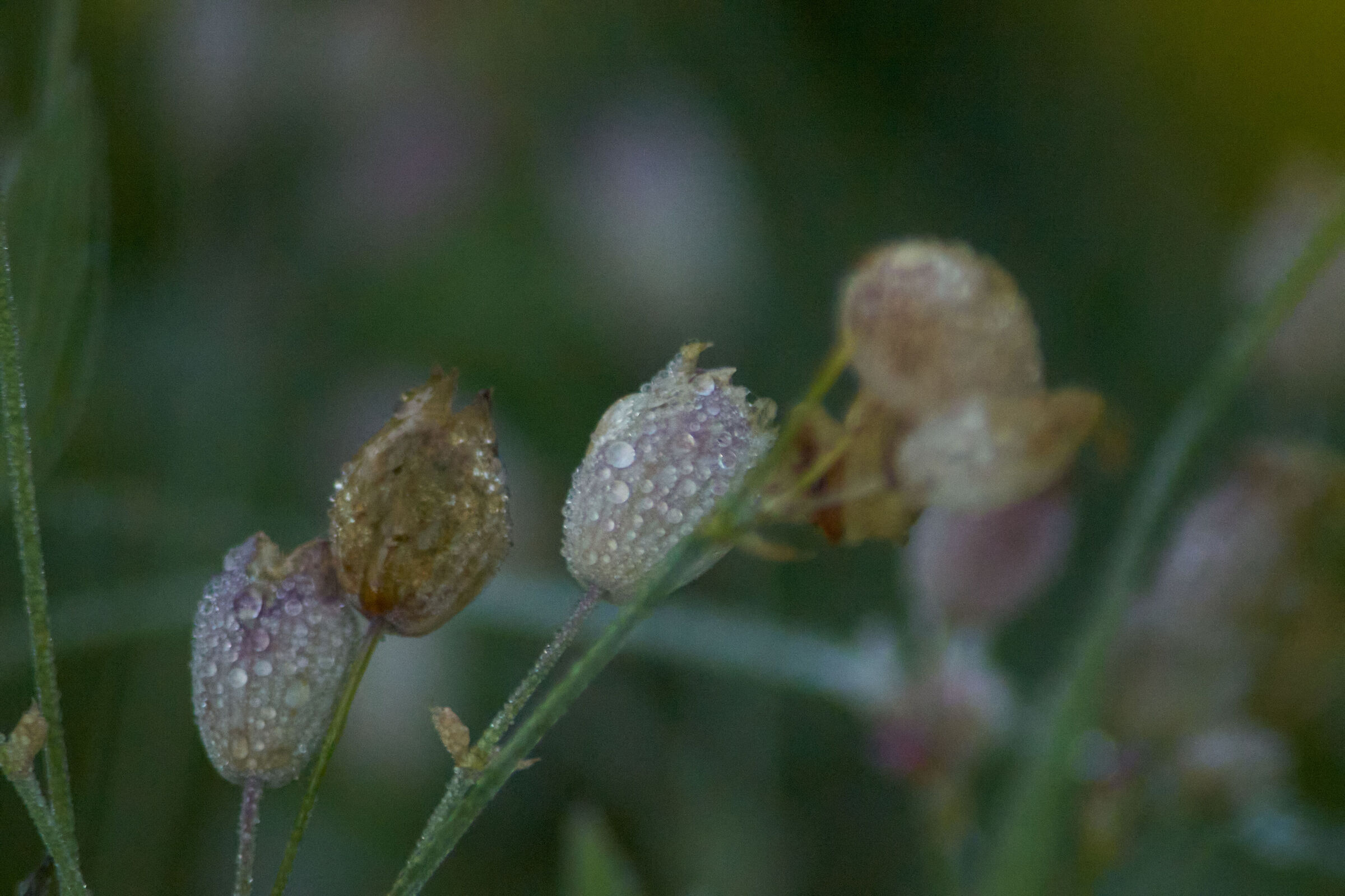 Macro White Flower with Drops 1