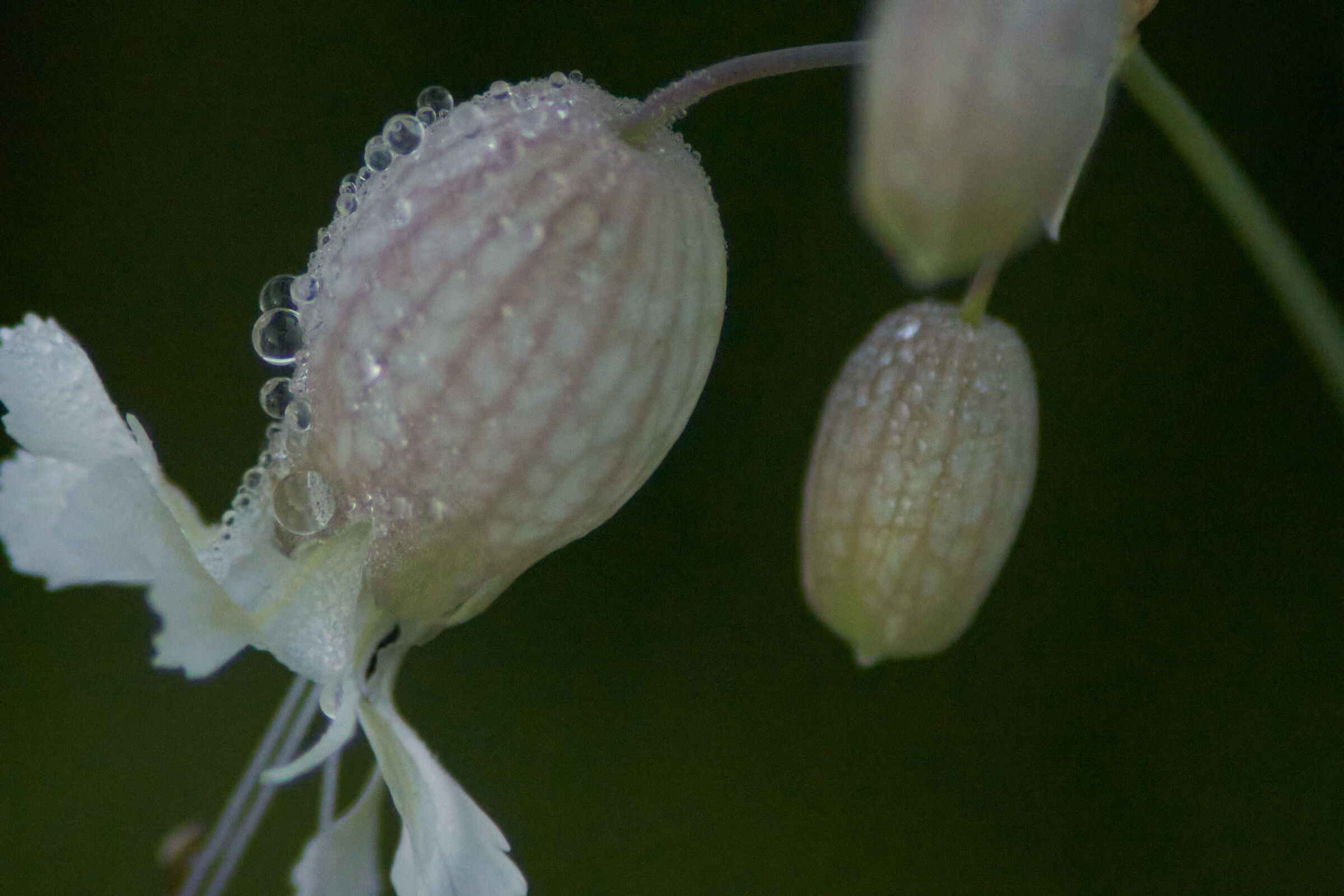 Macro White Flower with Drops 2