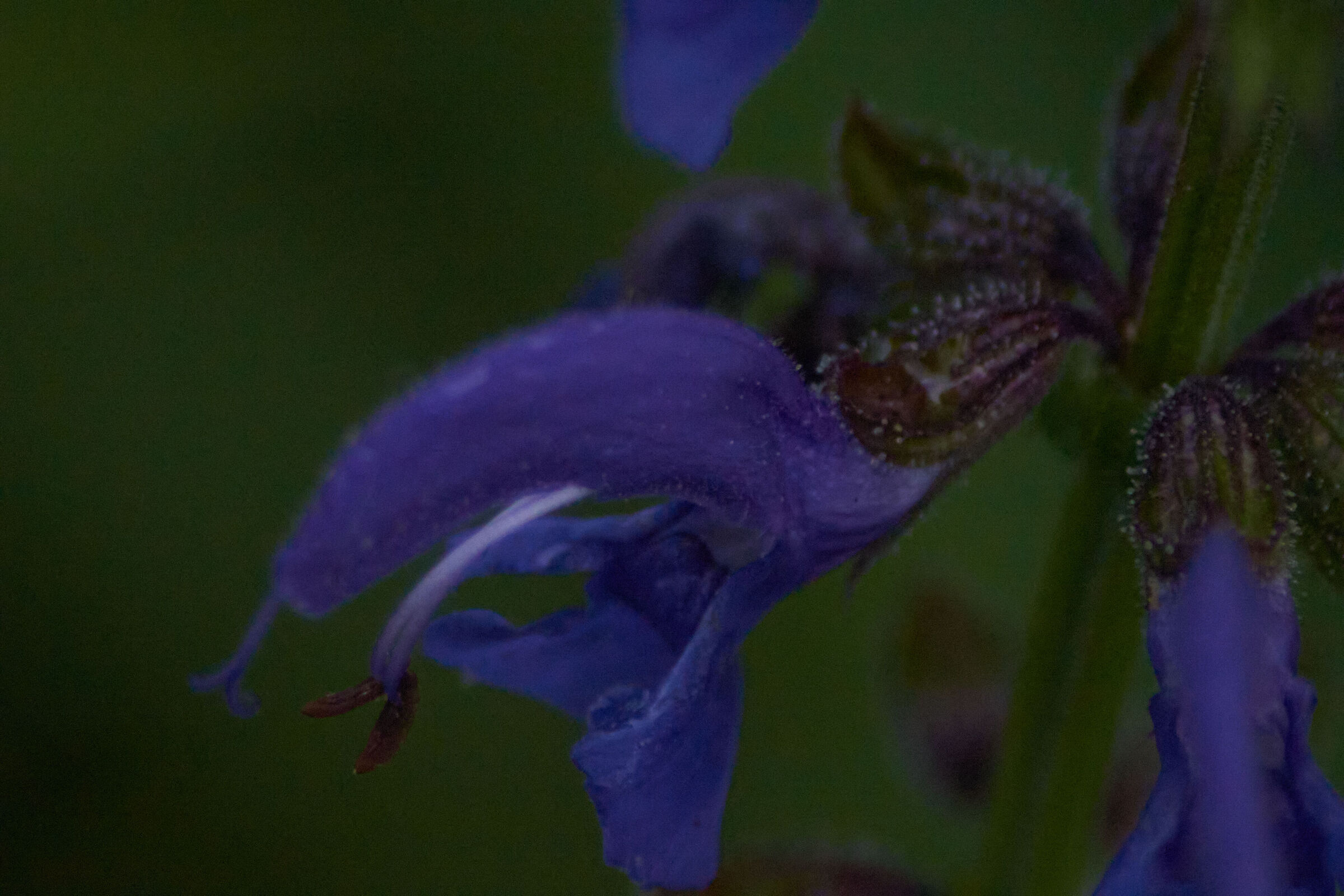 Purple Flower Macro with 2 Drops
