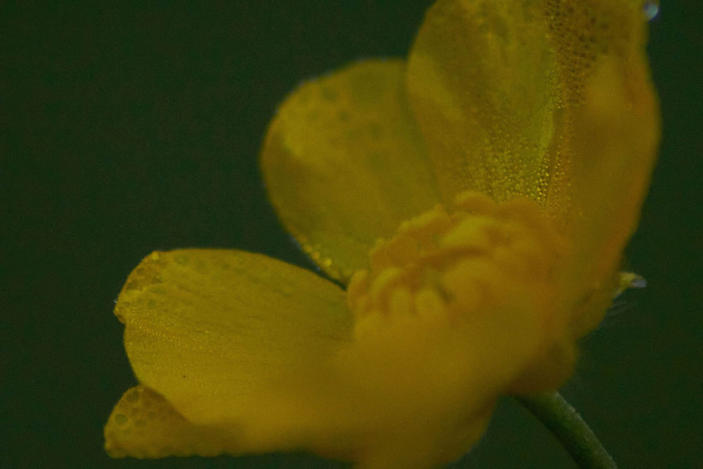 Yellow Flower Macro 3