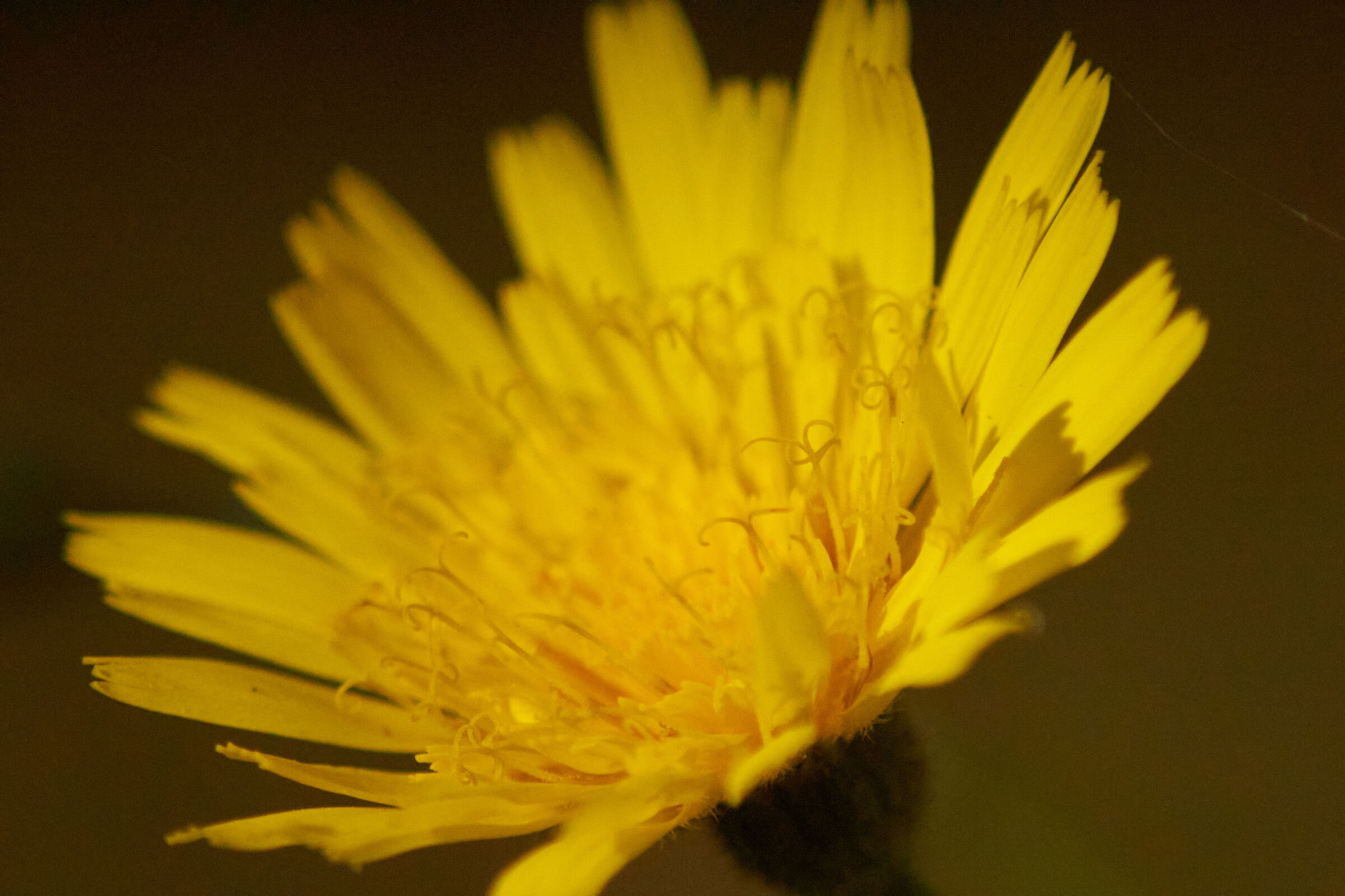 Yellow Flower Macro 4