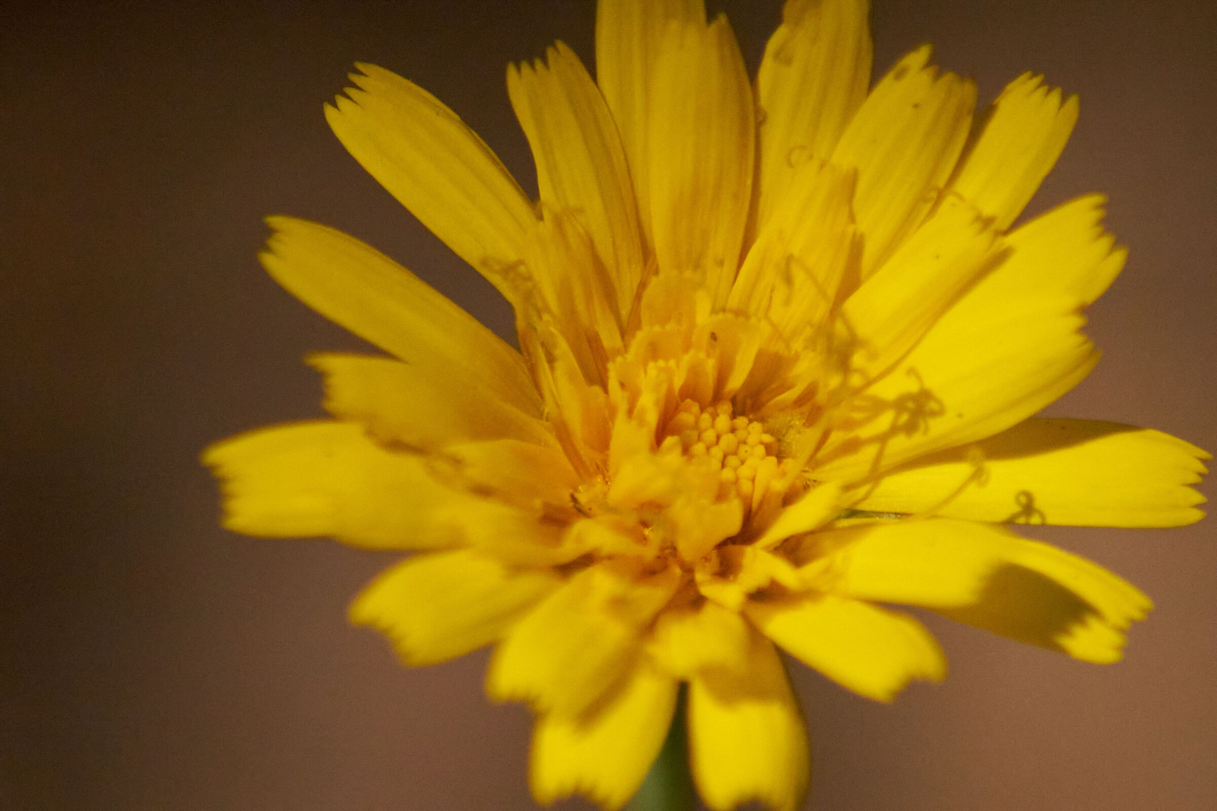 Yellow Flower Macro 5