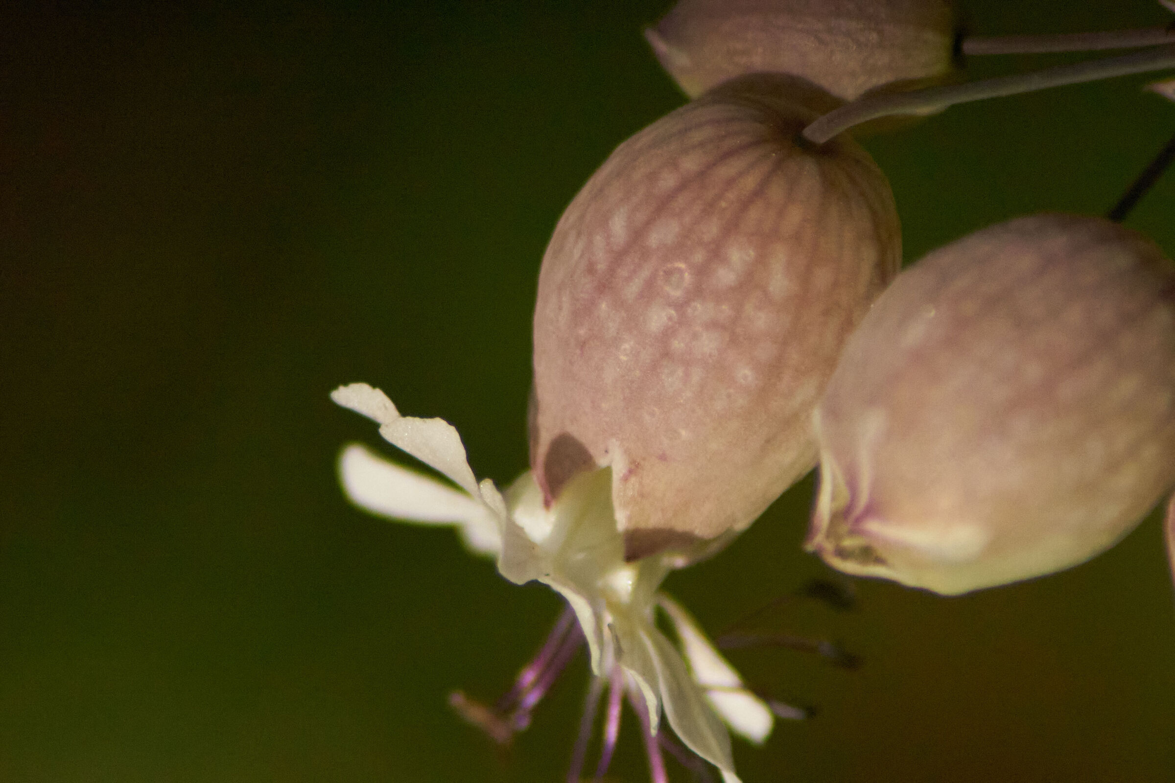 Pink Flower Macro 4